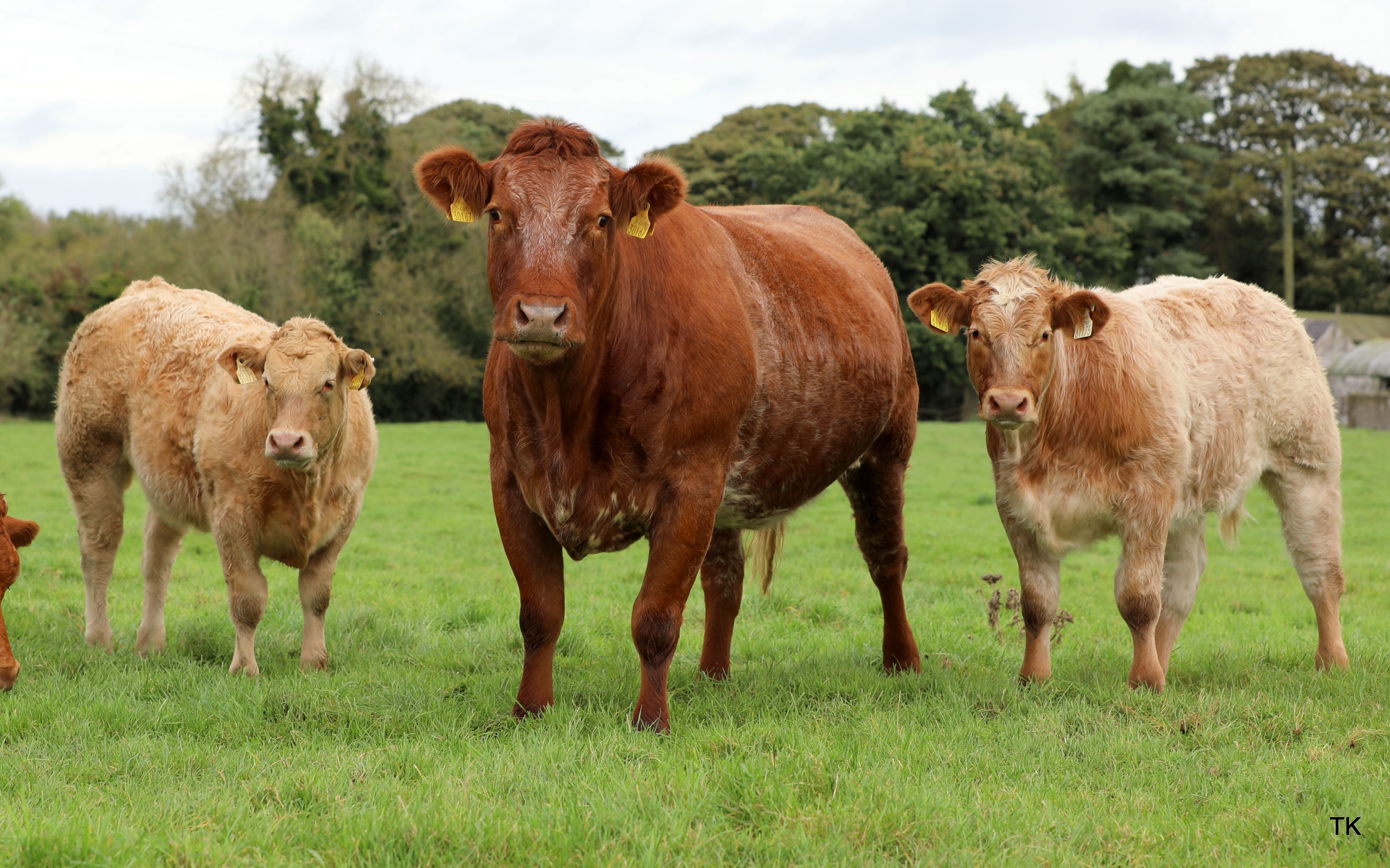A cow along with Charolais calves on the farm