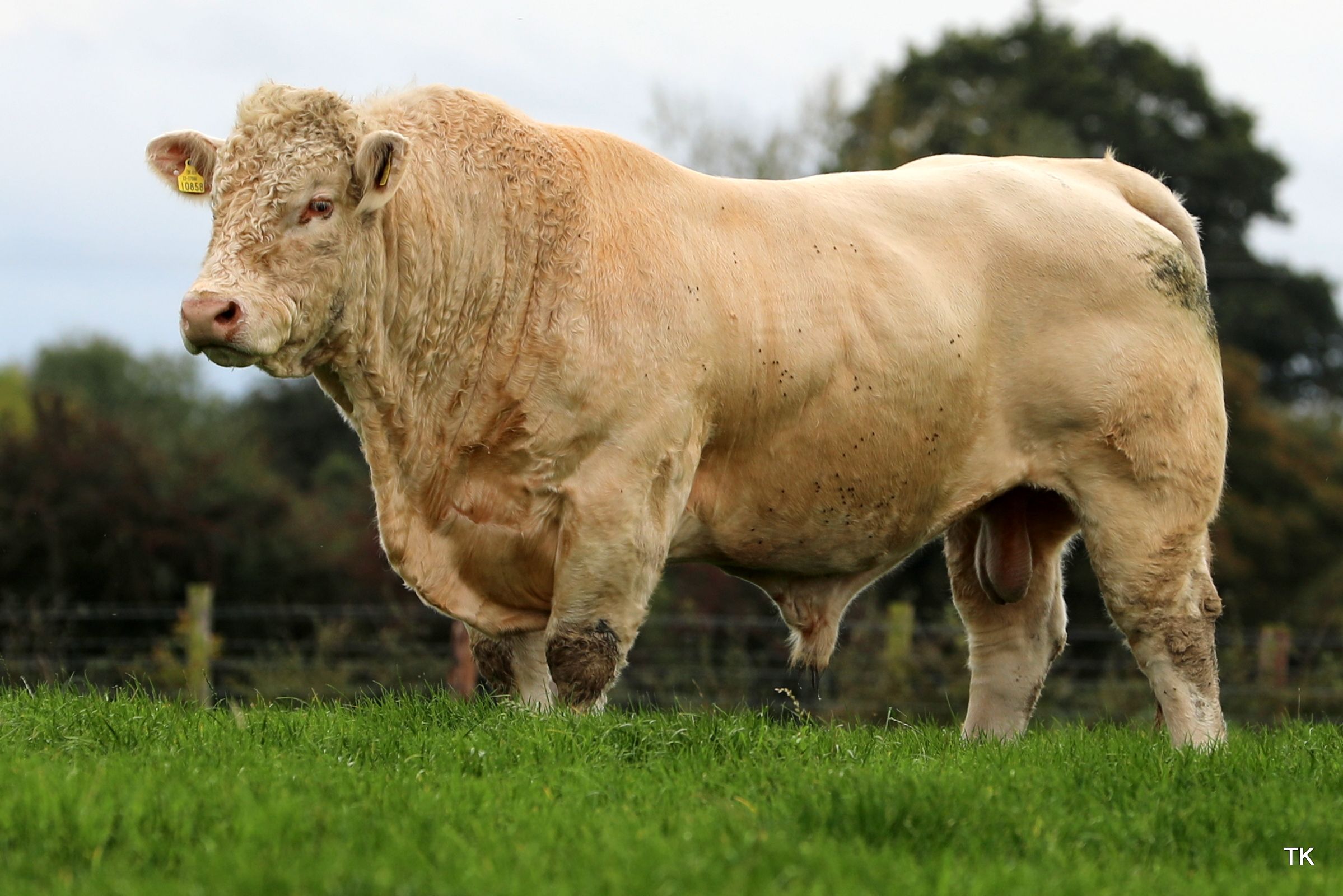 One of the Charolais stock bulls on the farm, Goldstar Sundance