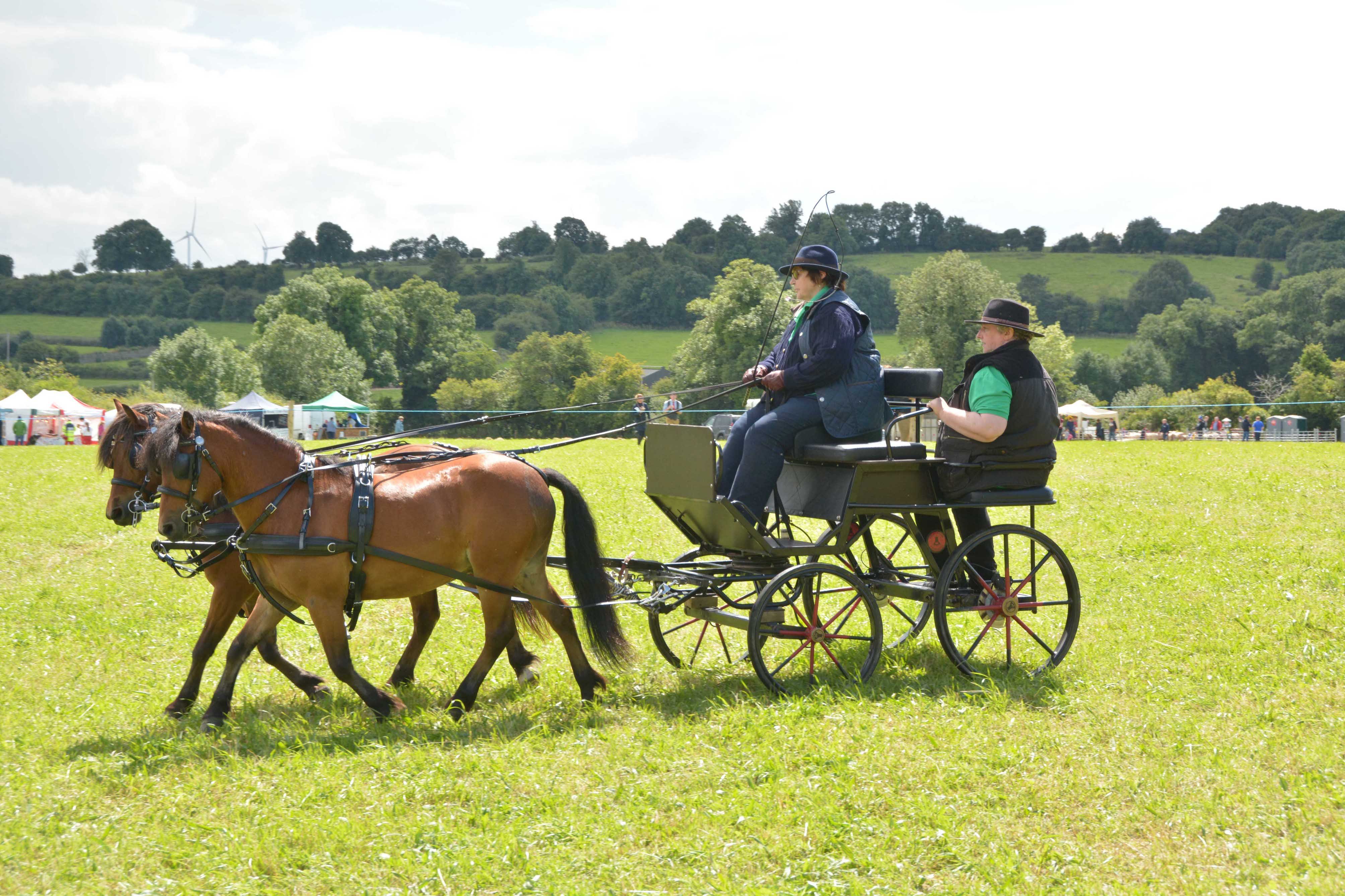 A pair of Kerry bog ponies with carriage. Image source: Joe Keogh.