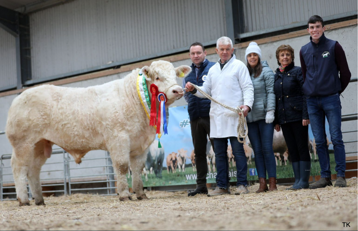 Kilcleagh Tom sold for €9,000