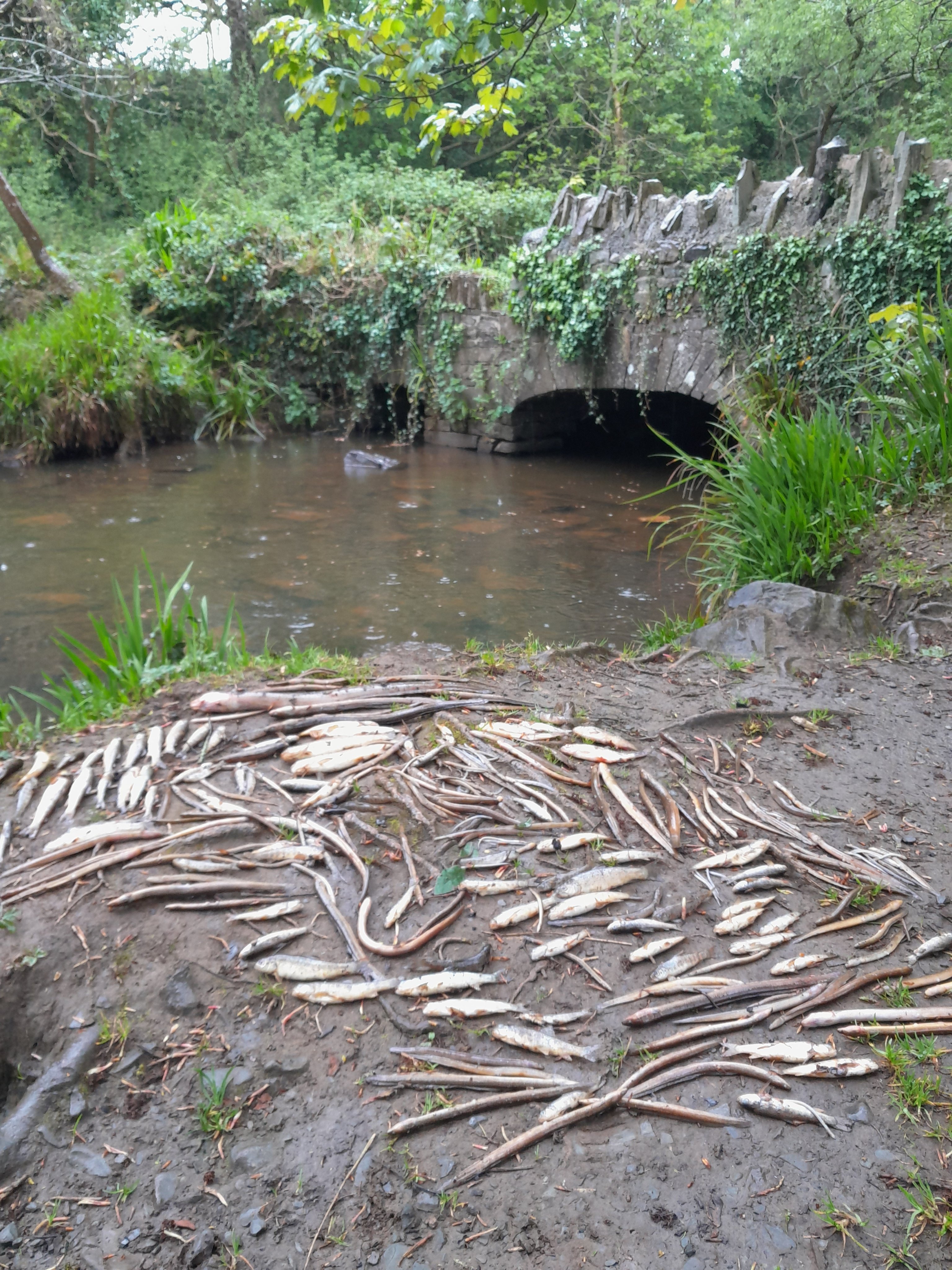 Source: Inland Fisheries Ireland
