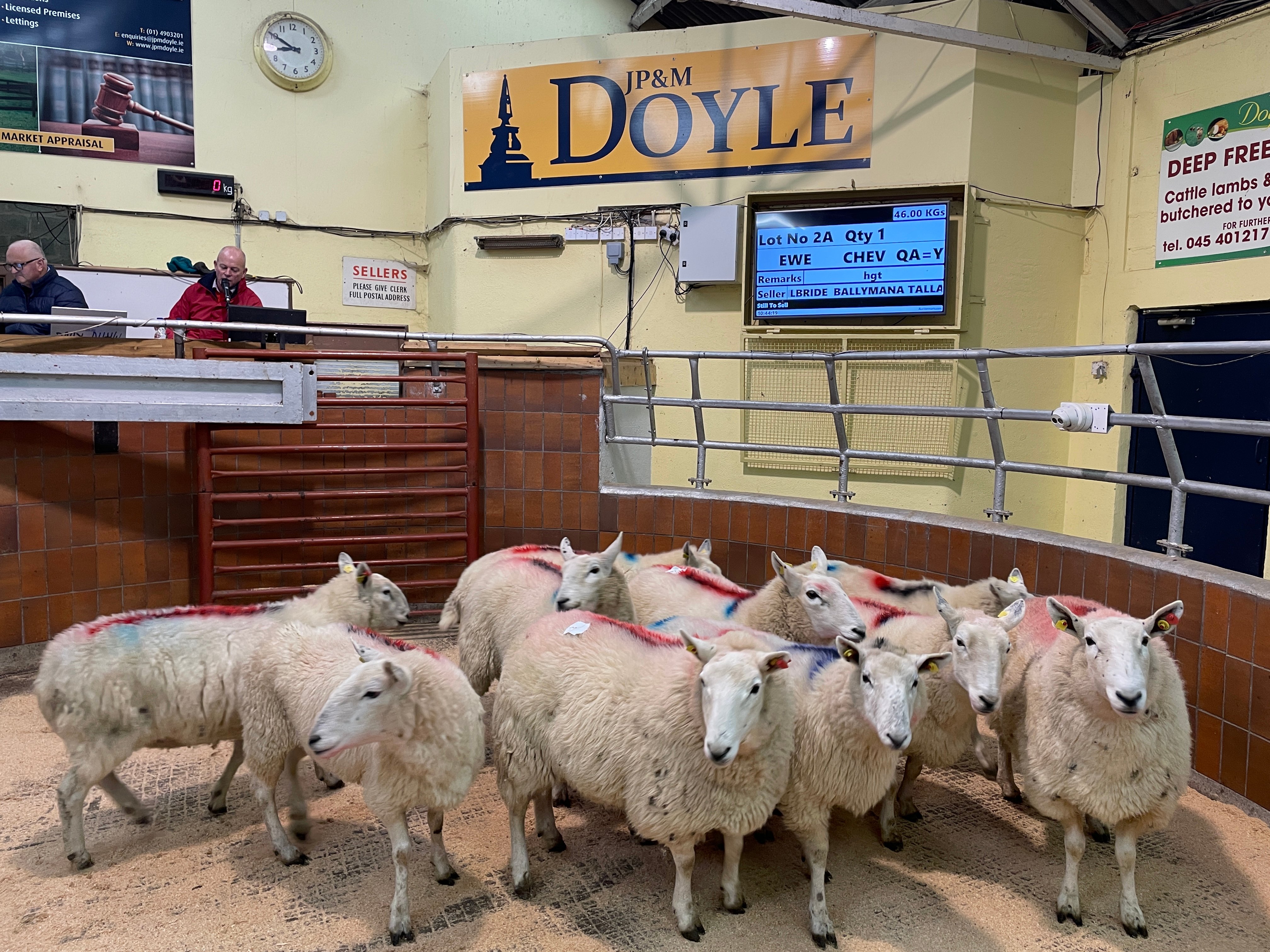 Ten Wicklow Cheviot ewes that sold for €78/head