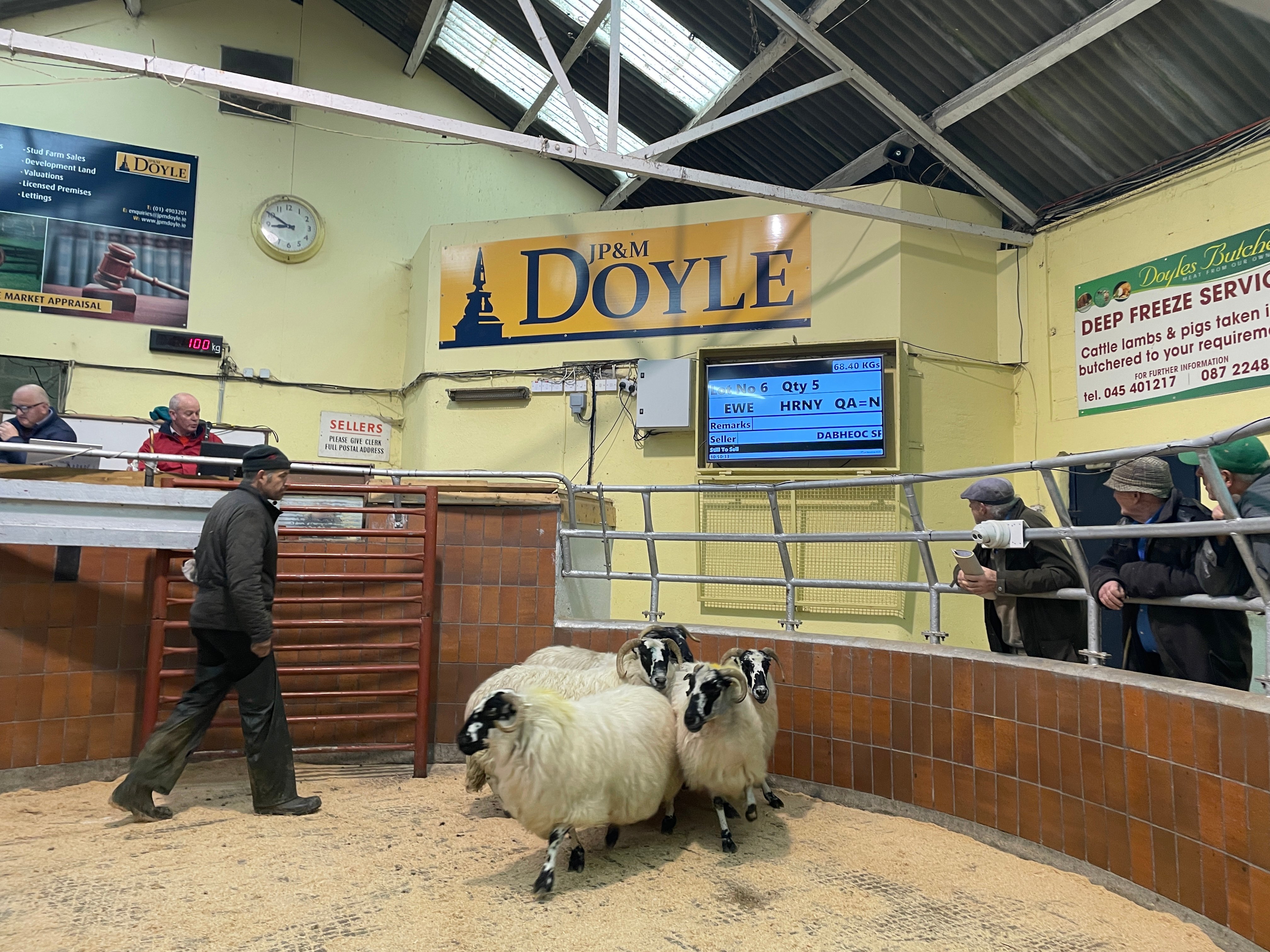 These ewes weighing 68.4kg sold for €76/head