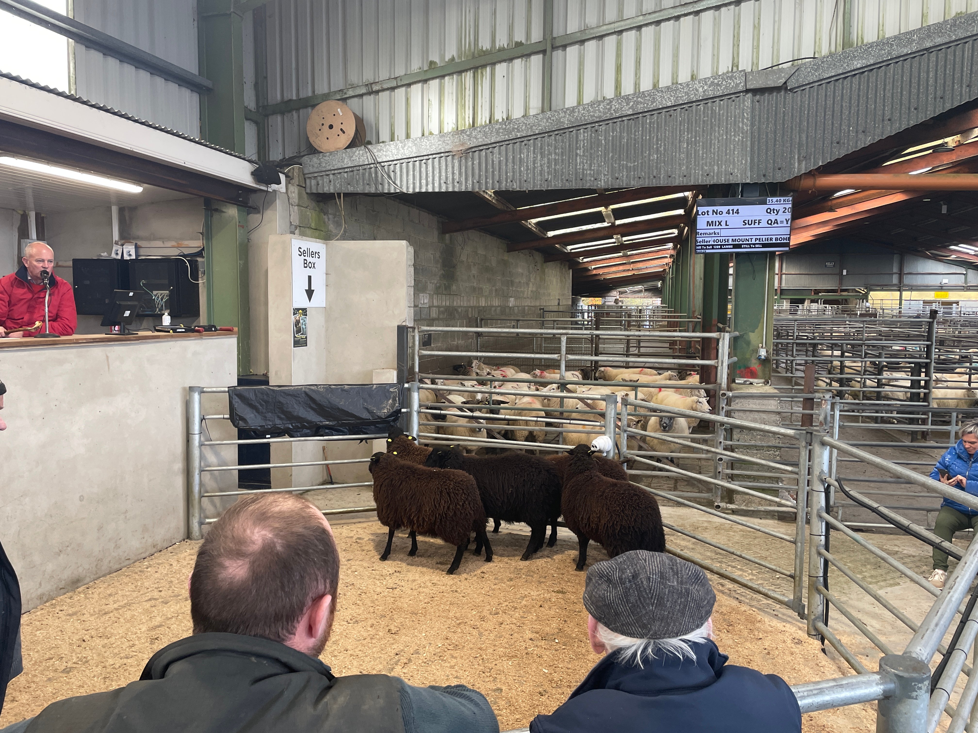 Five Zwartable ewe lambs sold for €118/head, each weighing 42.6/kg