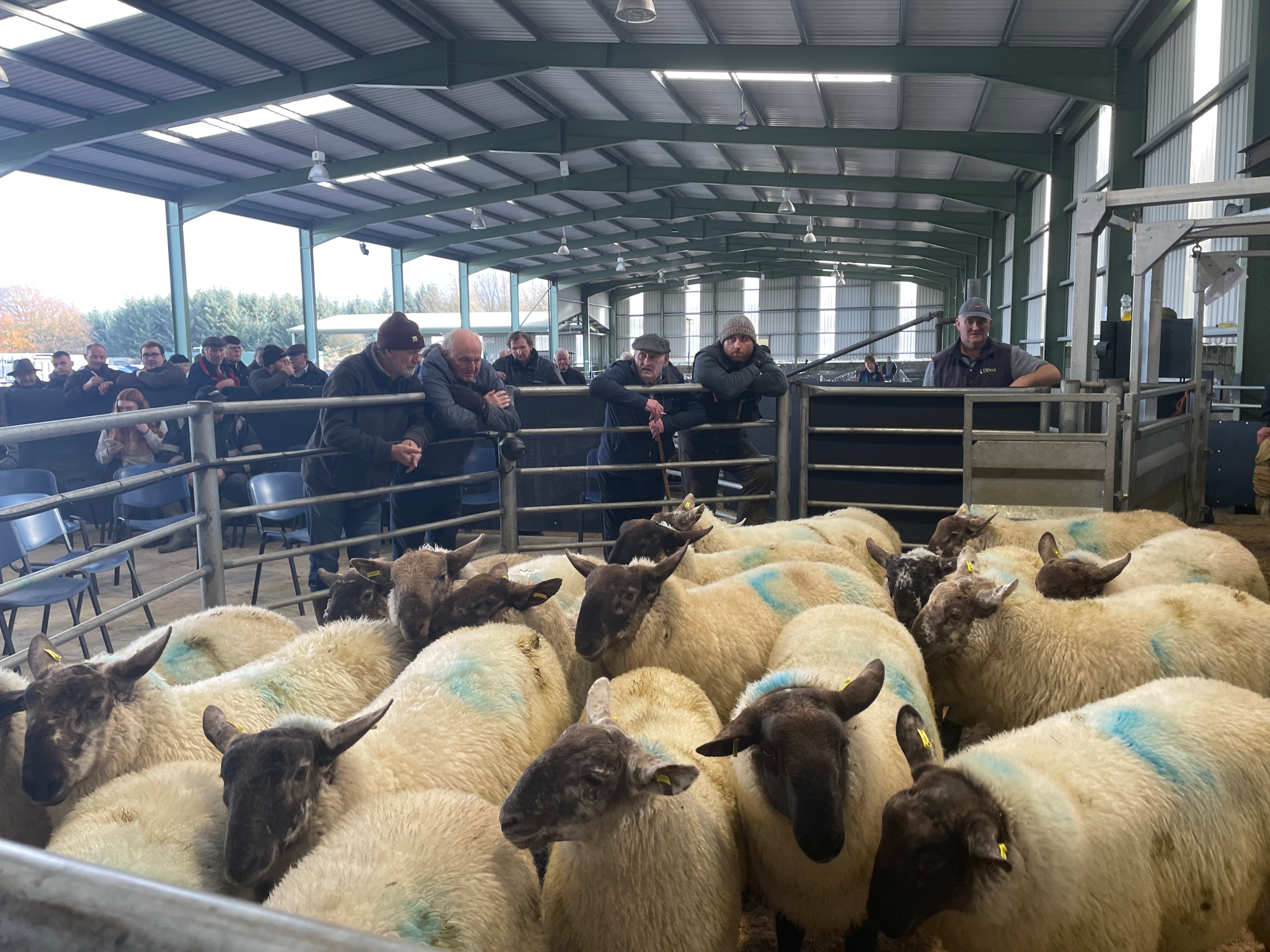These Suffolk ram labs weighing 52.6kg sold for €153/head