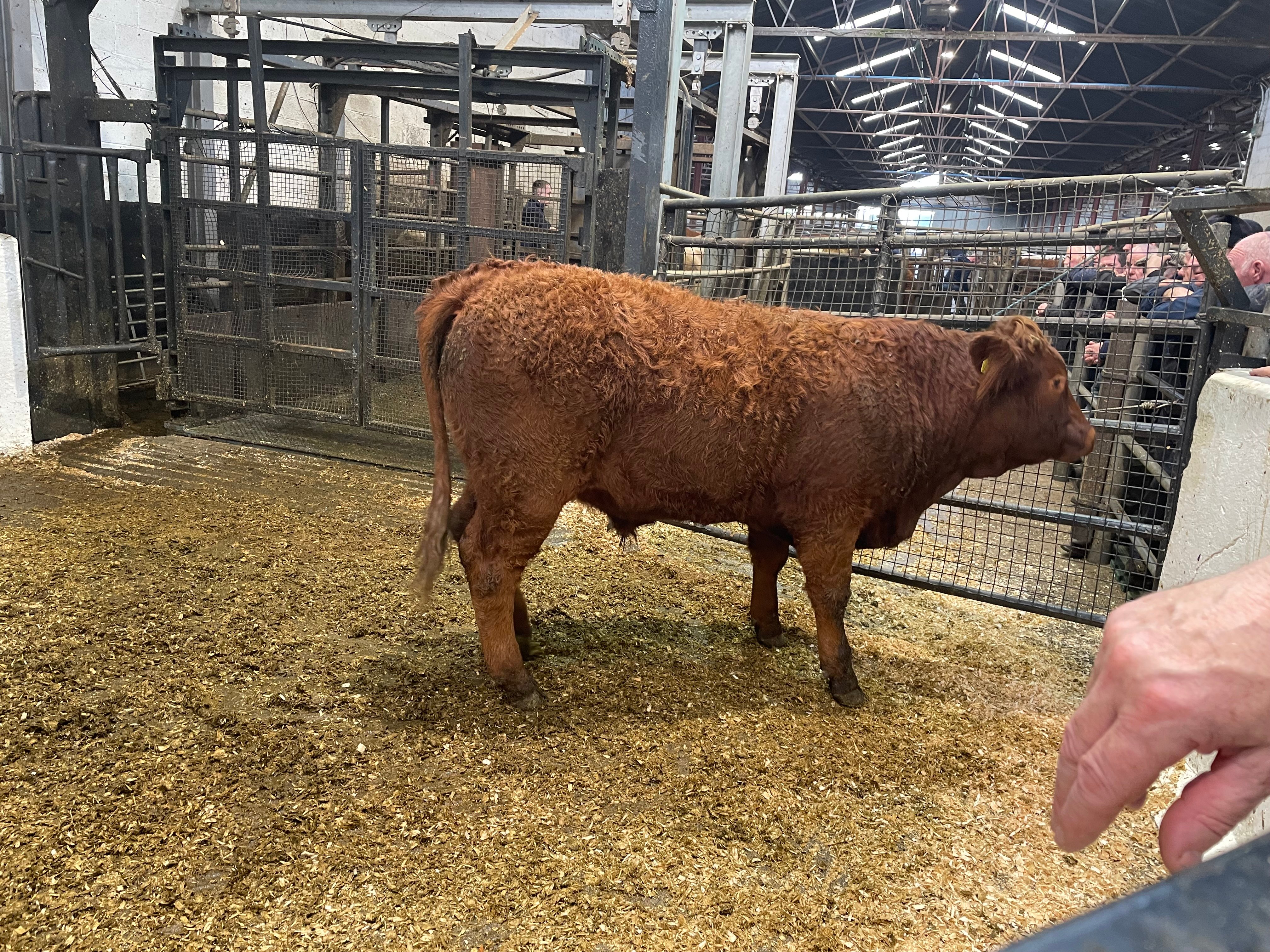 This 640kg Limousin bullock sold for €1,770 or €2.77/kg