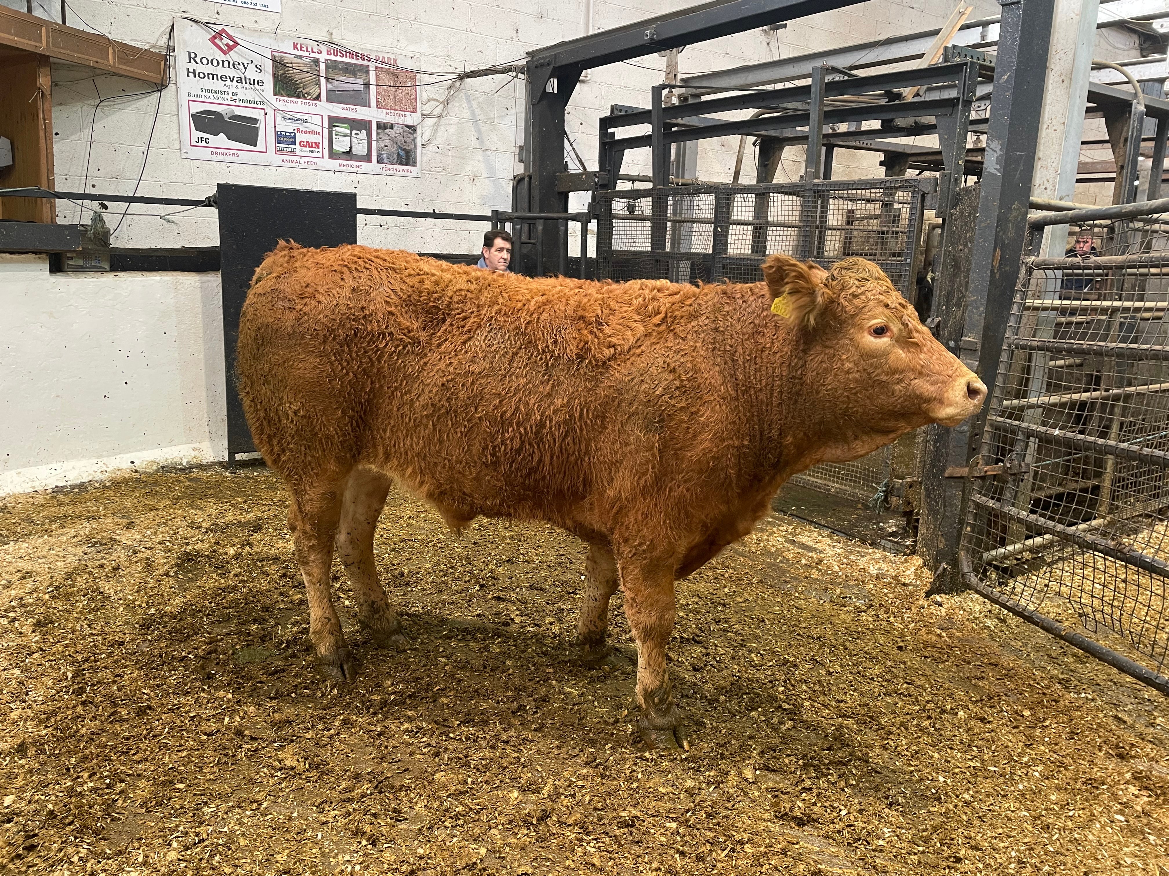 This 695kg Charolais bullock sold for €2,040 or €2.93/kg