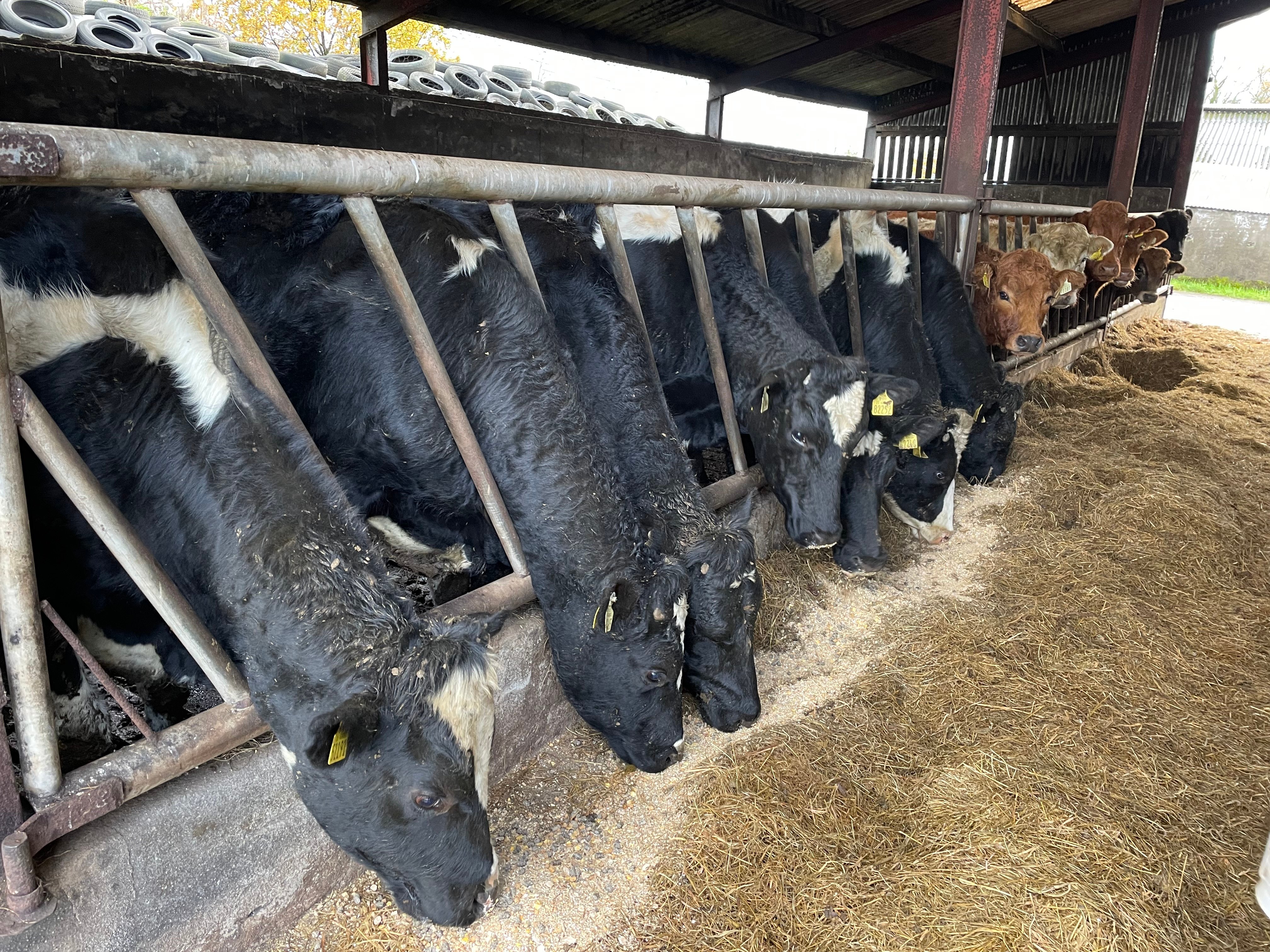 Friesian steers housed for their second winter