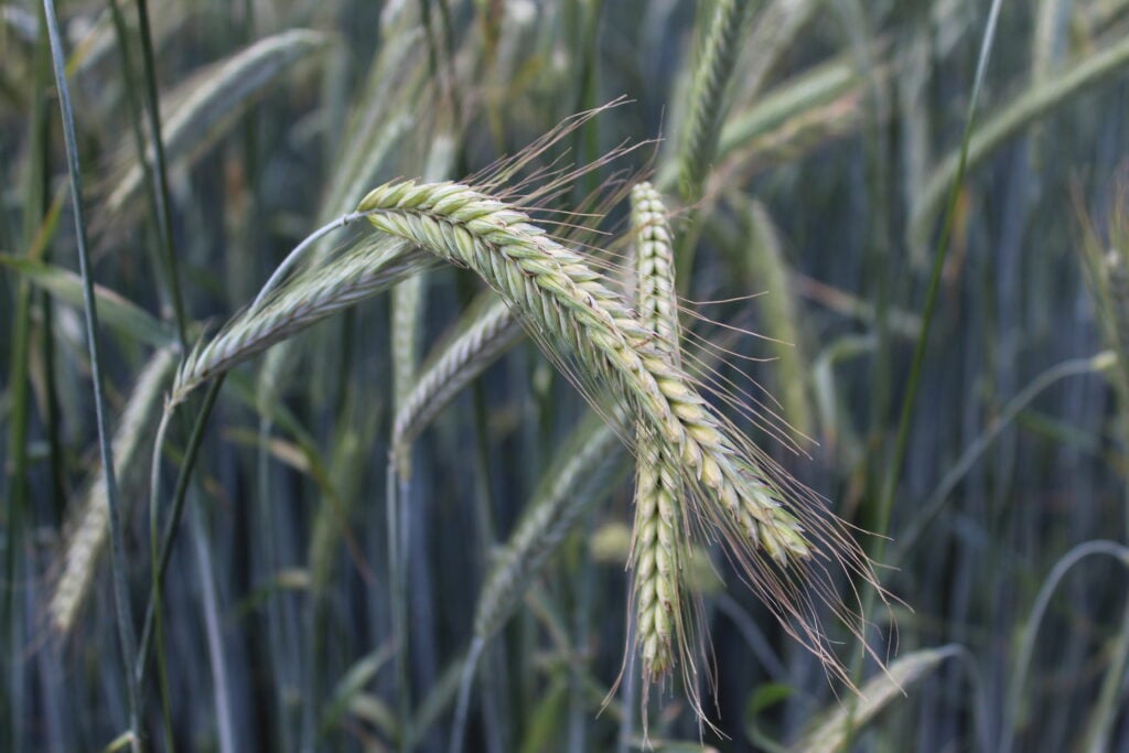Modern hybrid rye varieties are less prone to the challenge of ergot infection