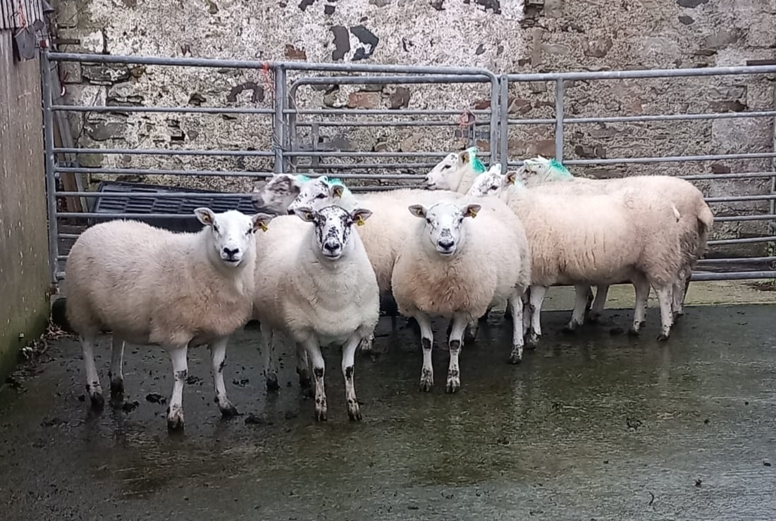 Hoggets for sale at Inishowen Livestock Mart Source: Inishowen Livestock Mart