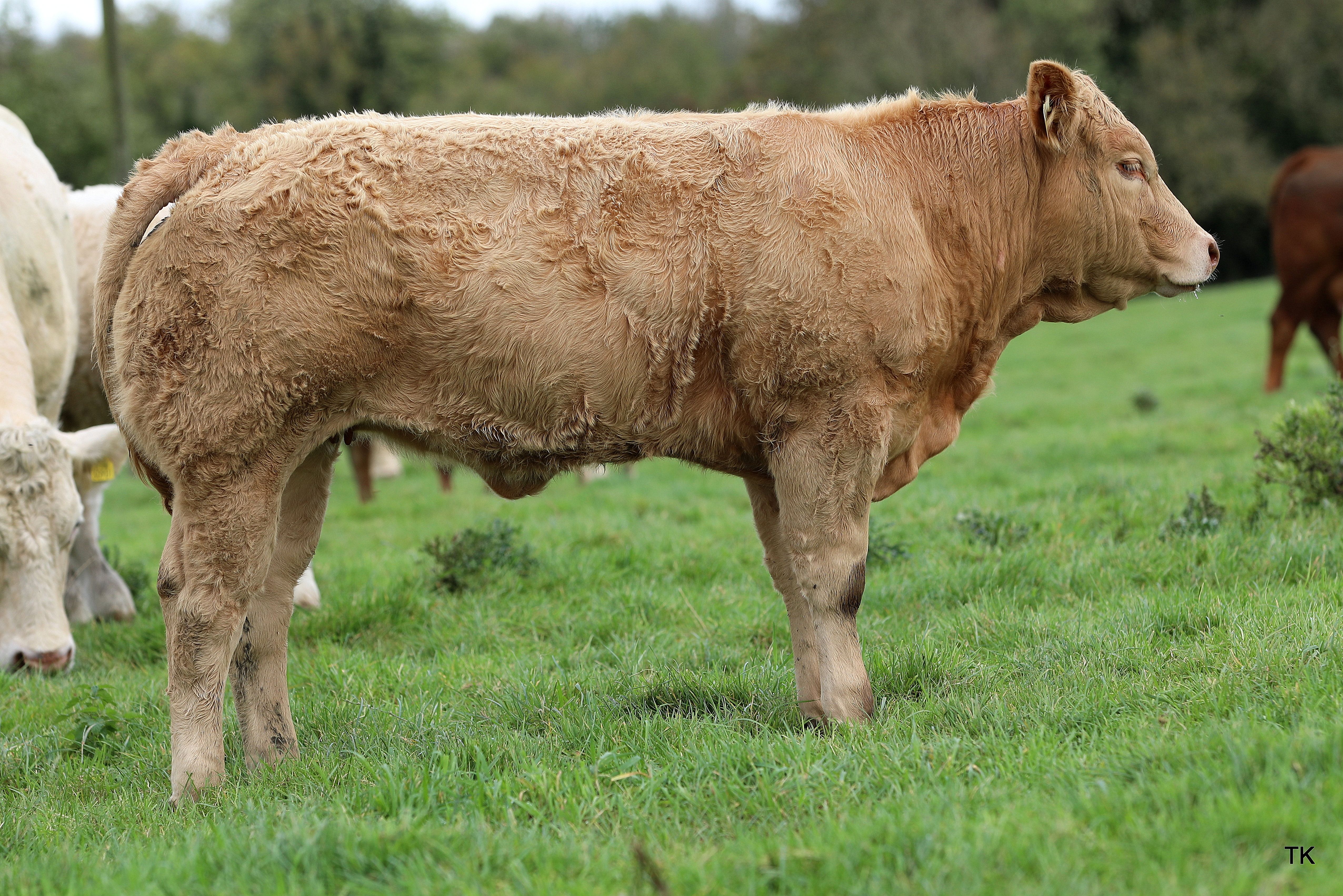 A typical Charolais cross weanling heifer on the farm