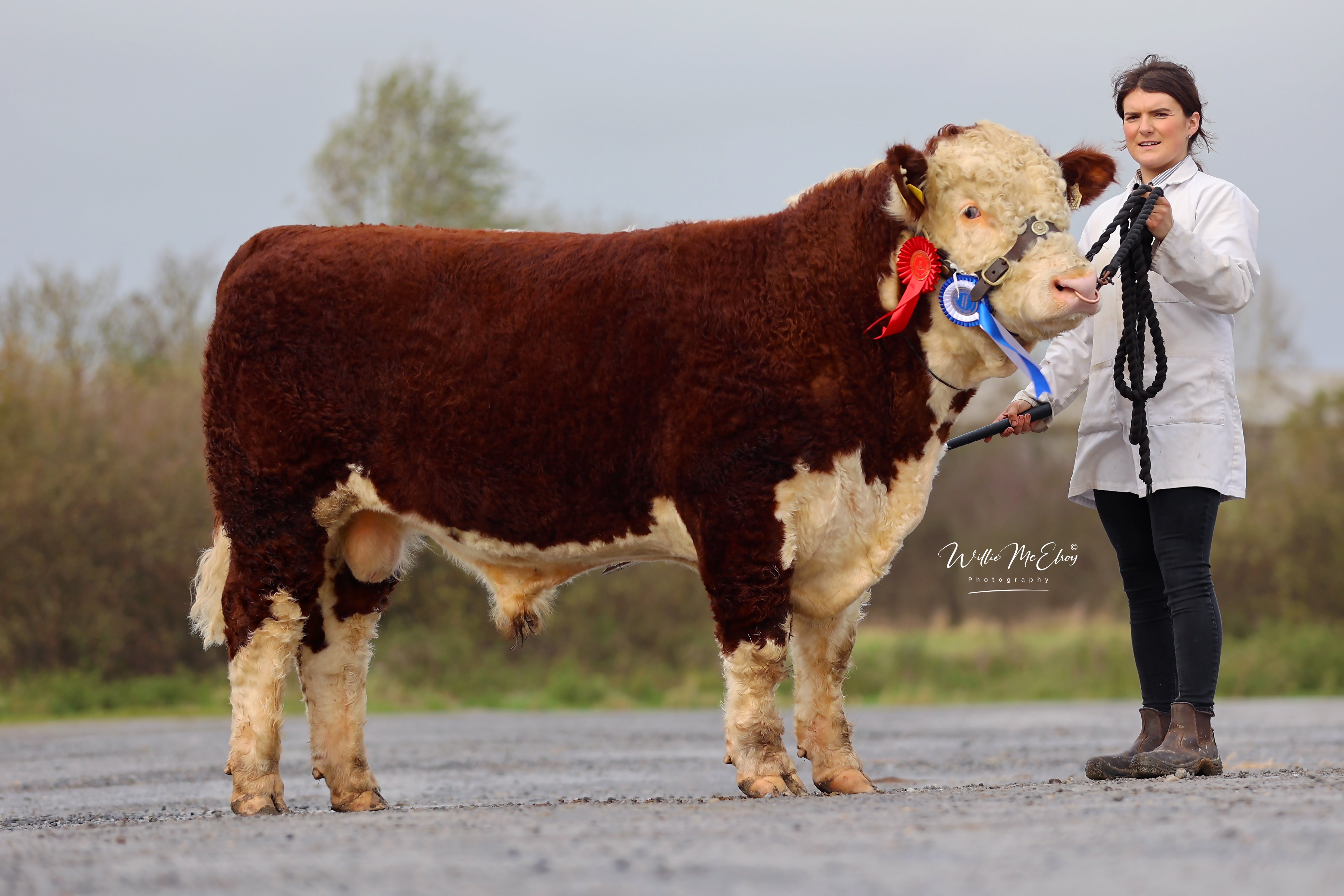 Reserve Senior Male Champion: Ardmulchan Upside Down, with breeder Catherine Smyth, Meath
