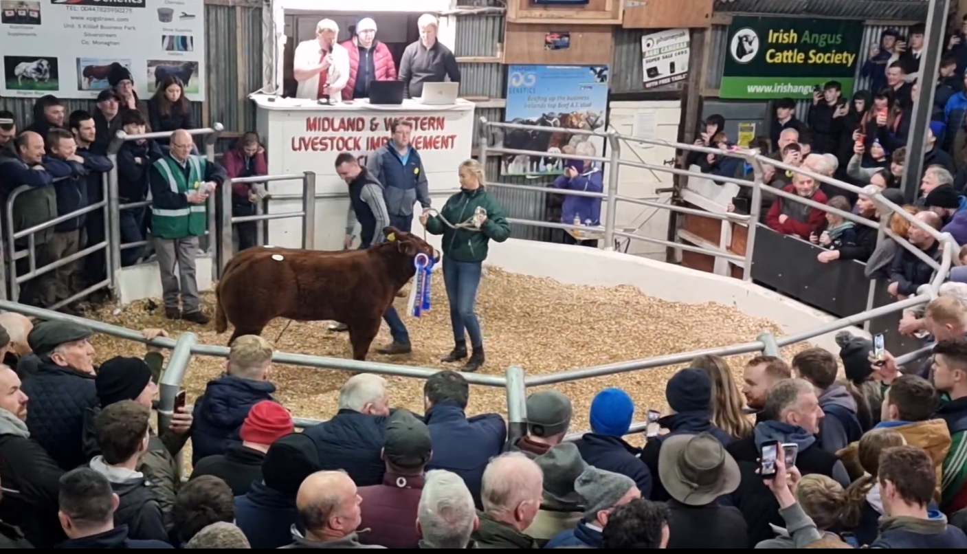 This heifer sold for €18,400. Source: Tricia Kennedy