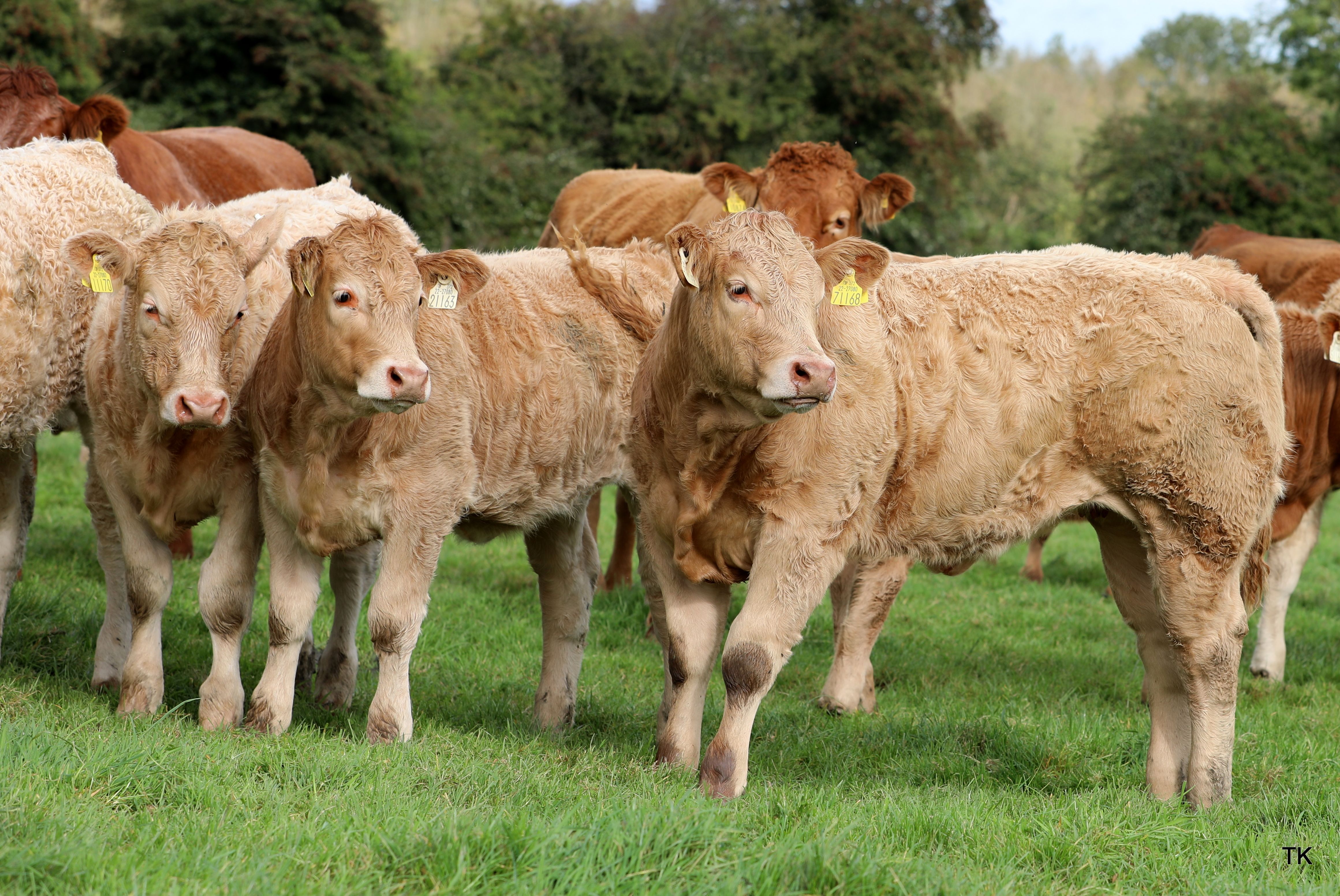 Young Charolais cross weanling heifers on the farm