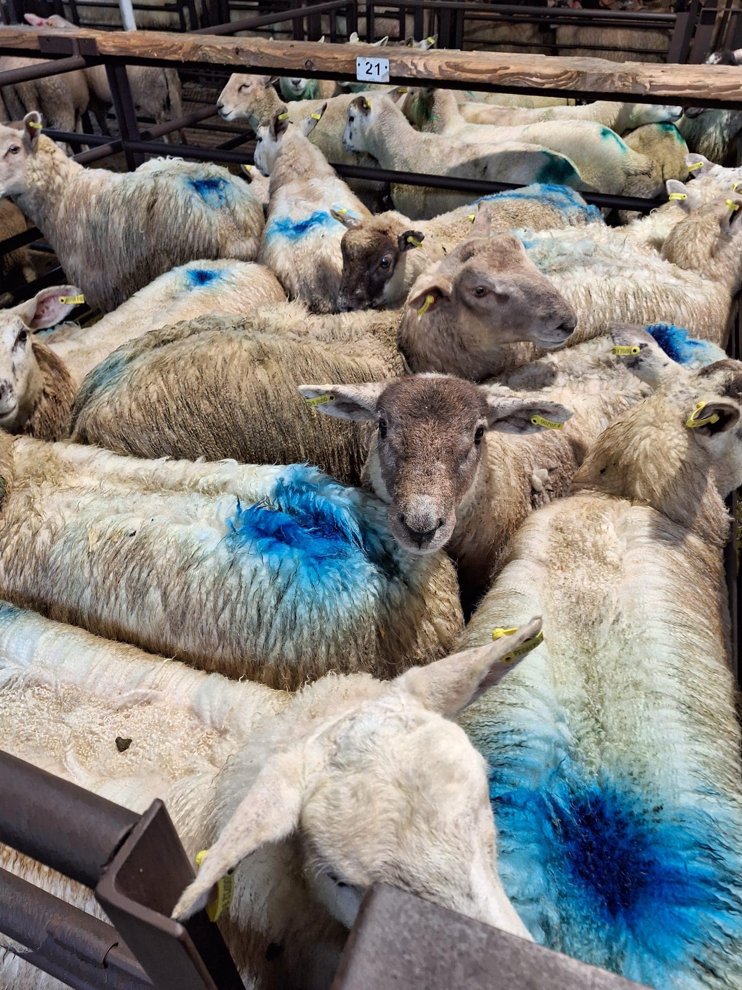 16 ram lambs at 45kg/head sold for €141