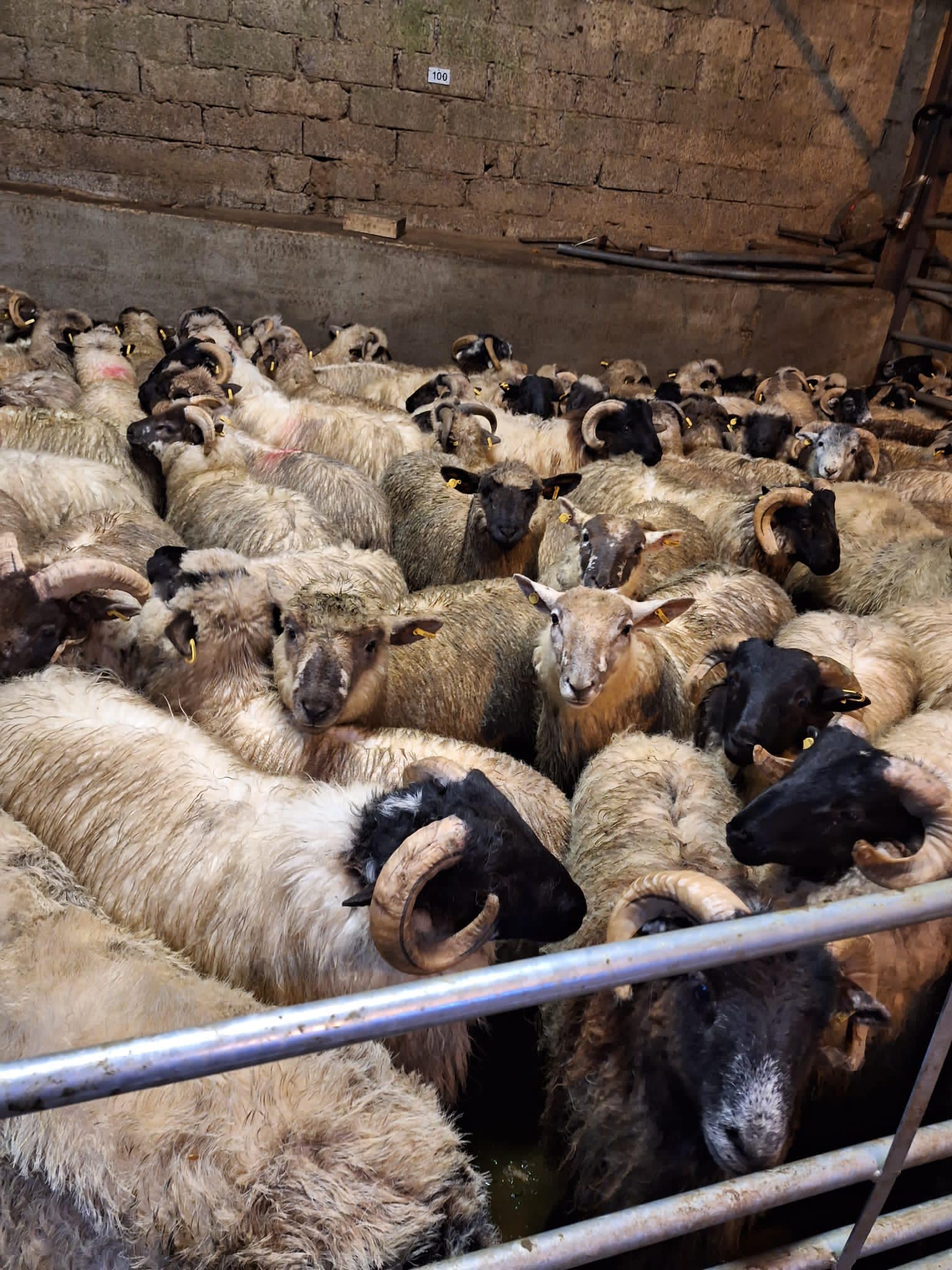 105 ram lambs weighing 37.5kg sold for €100/head Source: Dowra Mart