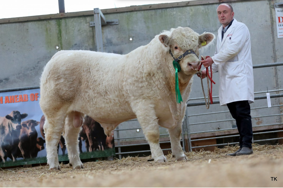 Fieldview Titus sold for €5,800