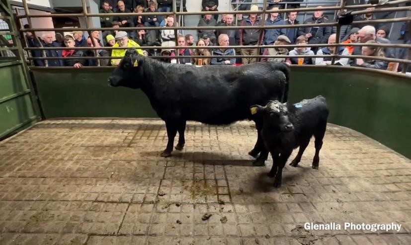 Lot 13 was the first place cow and calf from breeder Rosemary Marshall. This outfit sold for €1,300