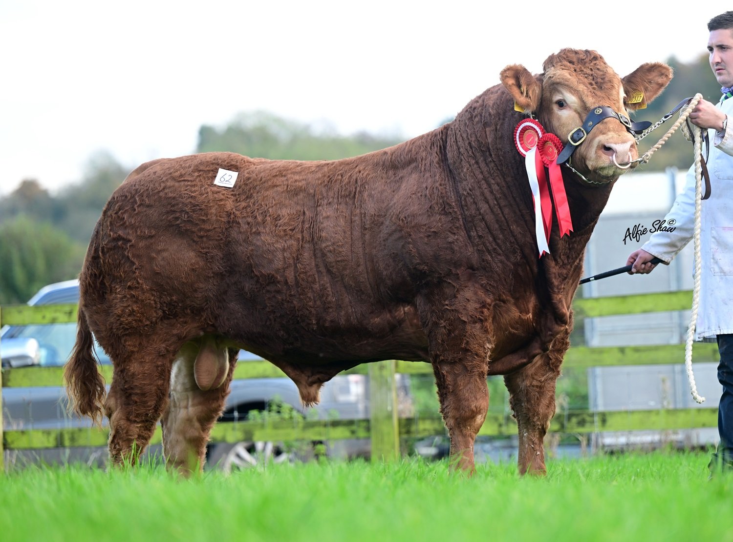 Carrefour Turbo from John Kenny, Dunkerrin, Co. Offaly sold for €16,500