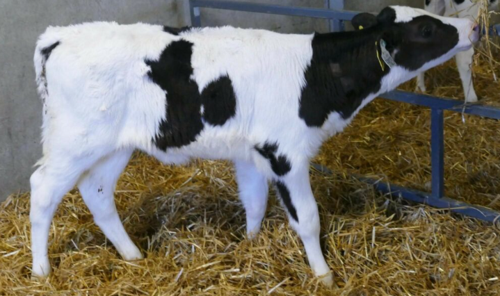 Lot 11A sired by Boghill Glamour HailstoneImage: Taaffe Auctions