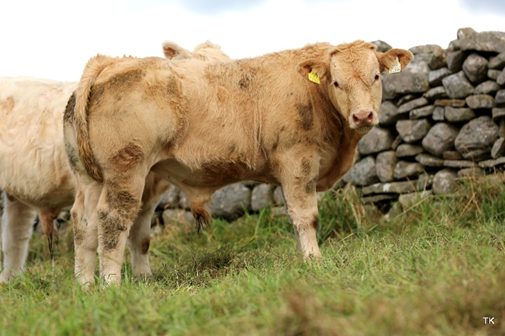 A typical CHX weanling on the farm