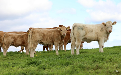 Charolais cross weanling heifers on the farm