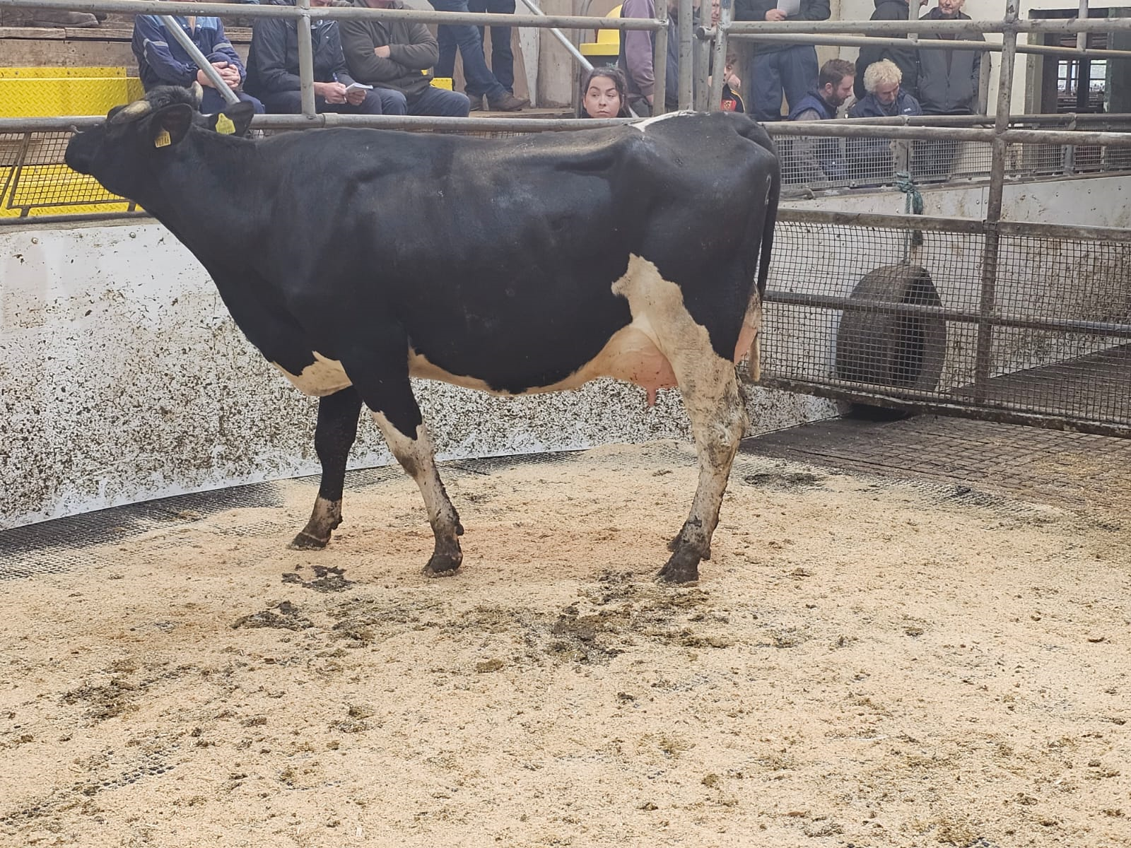 Lot 11B: Cashel Blue Daffodil (GP 81) sold for €2,400 Image: Doyle Hunt and Hunt