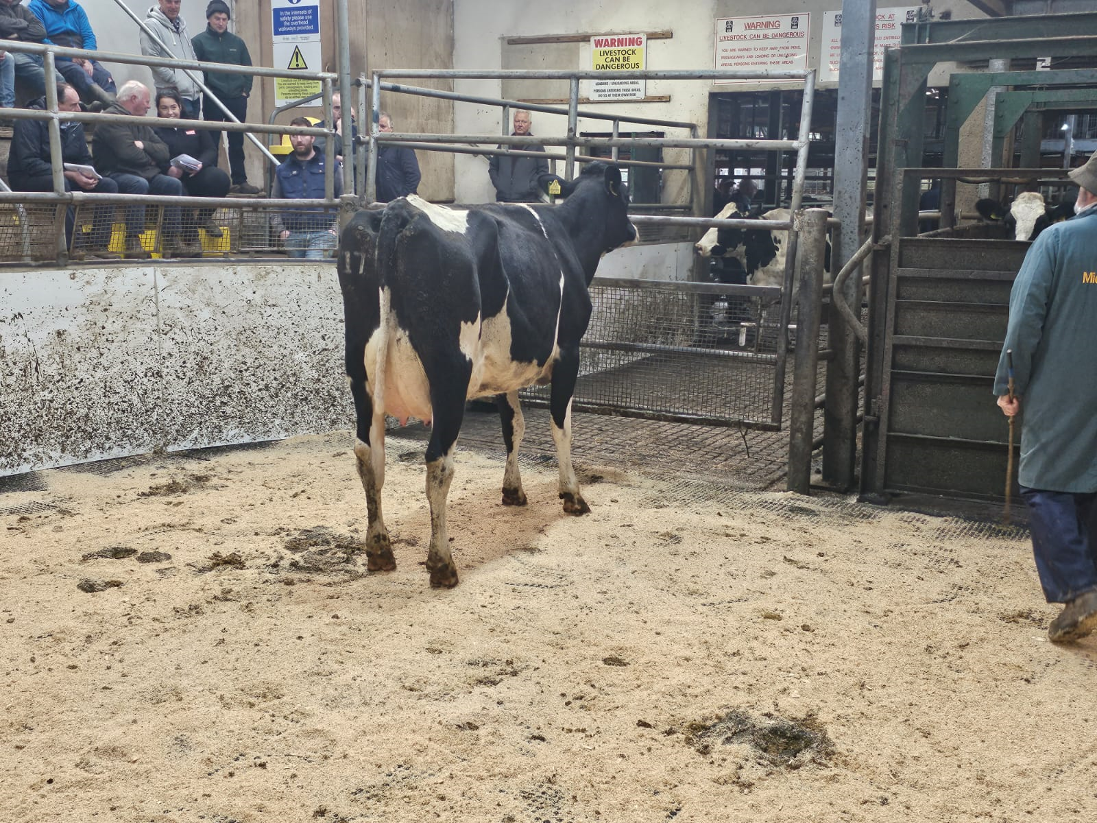Lot 5A: A second calver with an EBI of €157 sold for €1,950Image: Doyle Hunt and Hunt