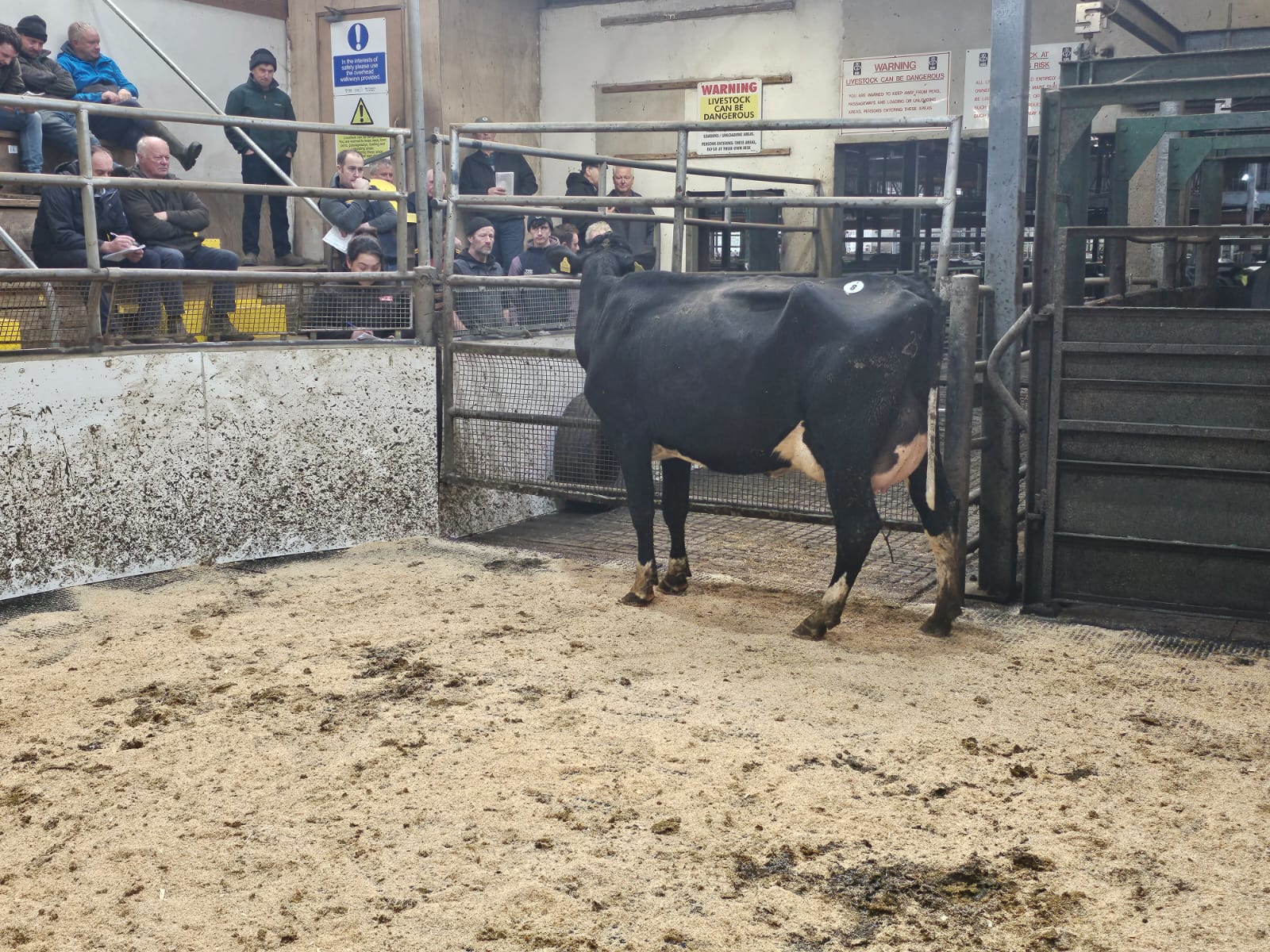 Lot 8: A first lactation cow, with an EBI of €149, sold for €2,200Image: Doyle Hunt and Hunt