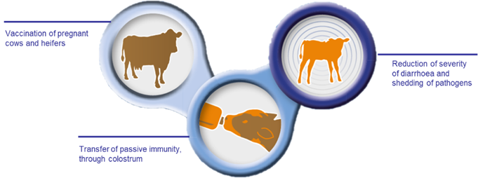 Passive immunity via vaccination