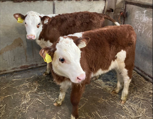 These four-week-old Hereford-cross heifer calves sold for €325