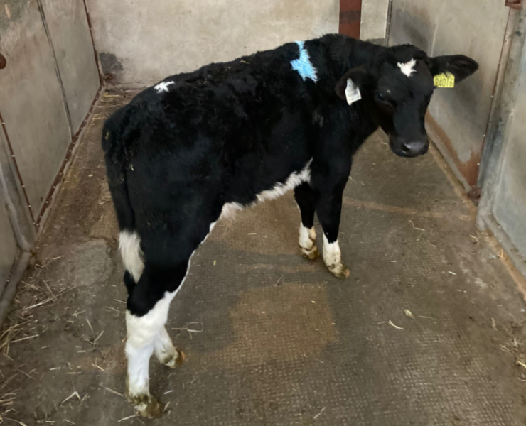 This five-week-old Friesian calf sold for €210Image: Enniscorthy mart