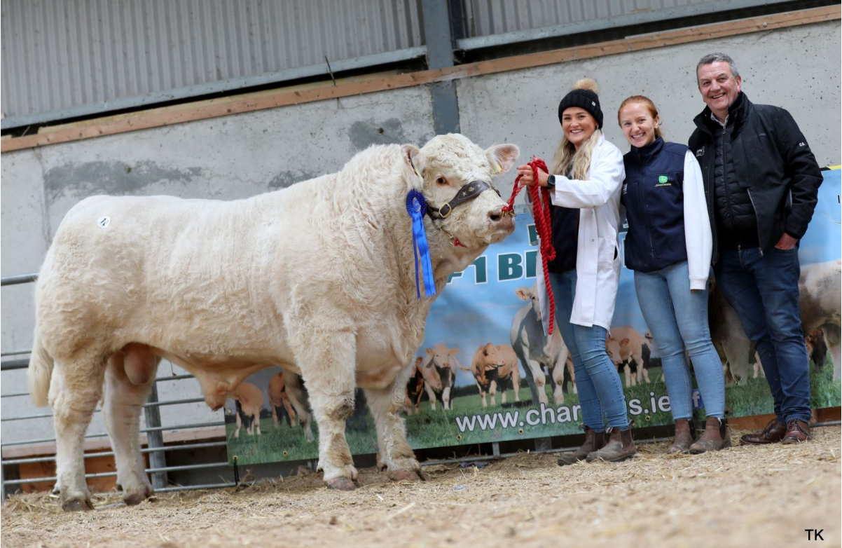 Ballym Toro sold for €6,600