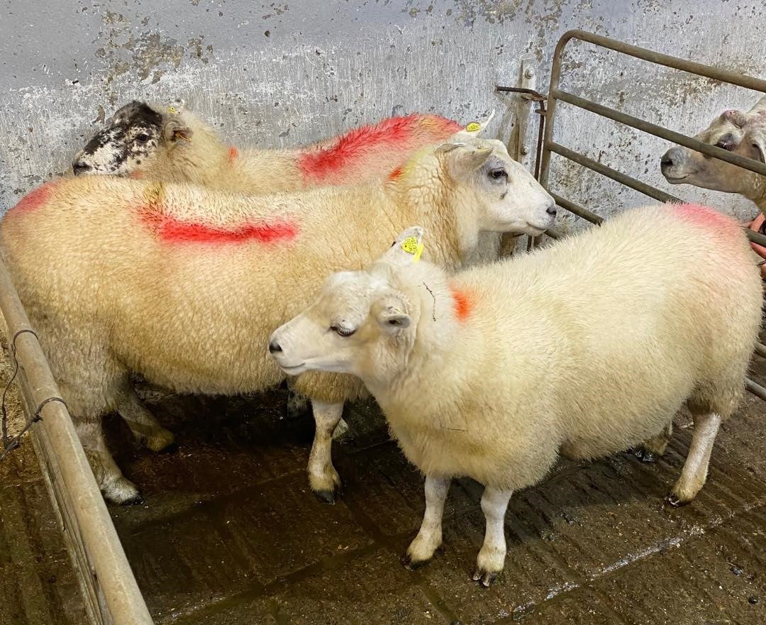 These breeding ewes sold for €106 at 67kg each Source: Kingscourt Mart