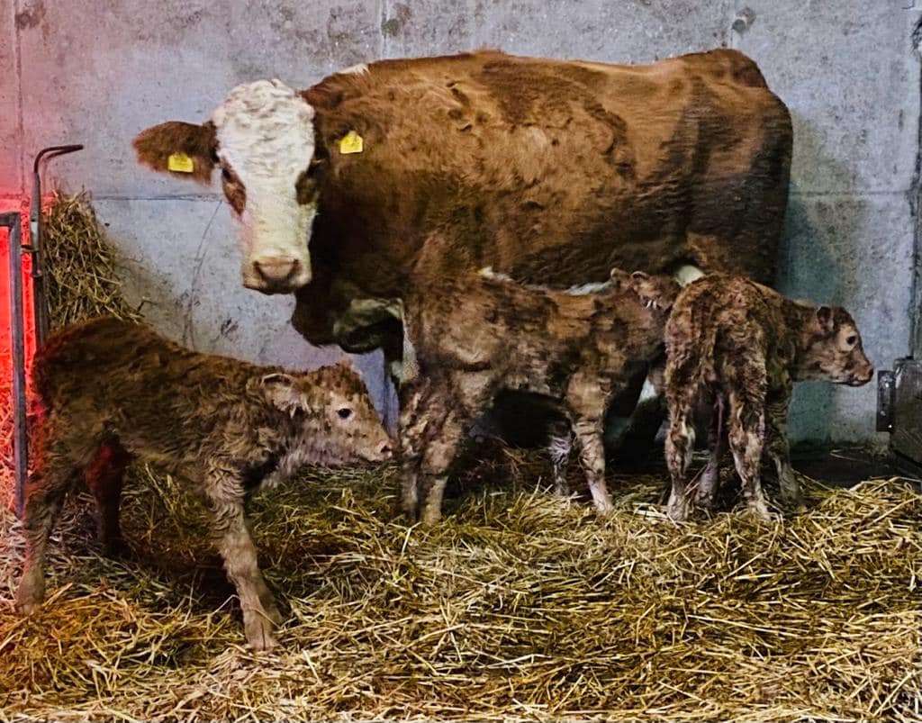 Source: Micheal Hoban&nbsp;(Errew Commercial PB Show Cattle)