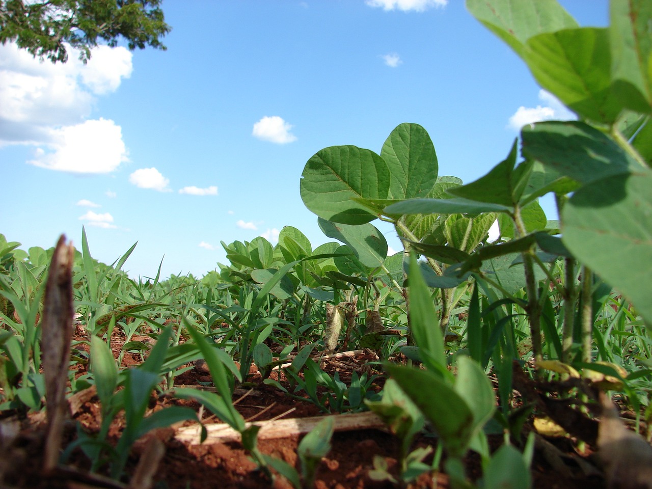 Soy plantation in Brazil
