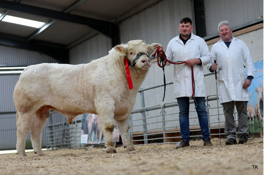 Sunnaghmore Timmy ET sold for €7,300