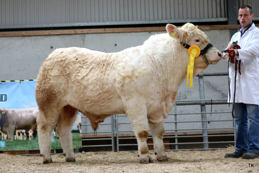 Pottlereagh Tyson sold for €6,600