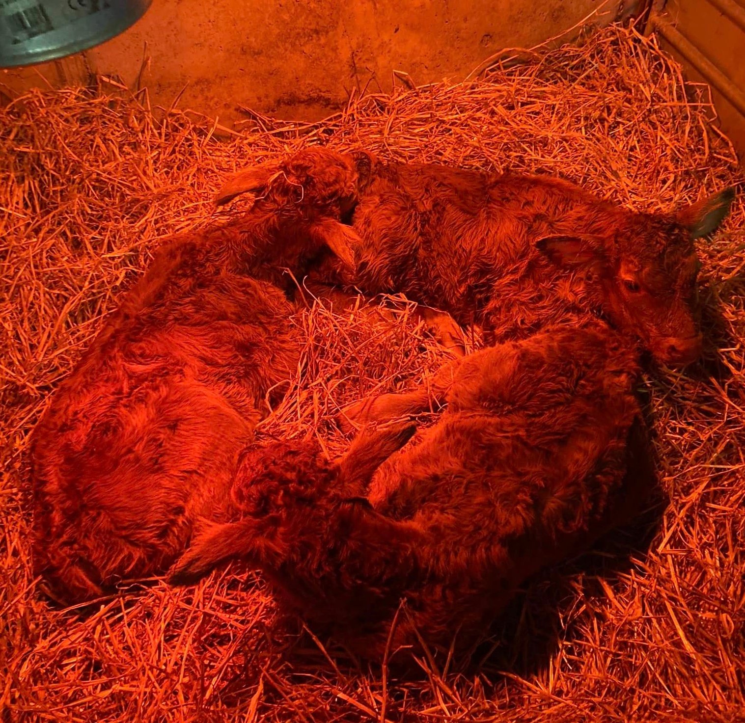 Source: Micheal Hoban&nbsp;(Errew Commercial PB Show Cattle)