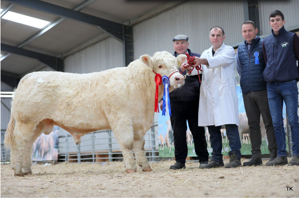 Ballinderry Thames sold outside the ring for €5,000