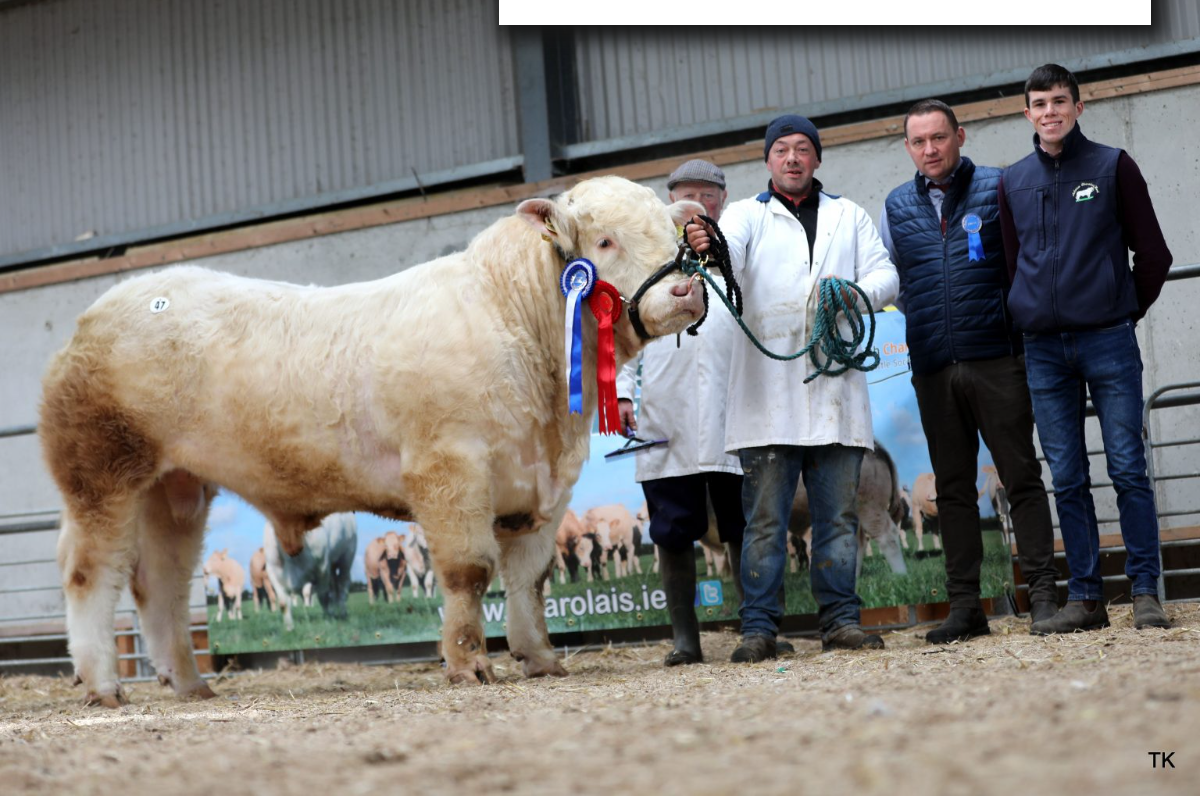 Scregg Terry 2 sold for €4,600