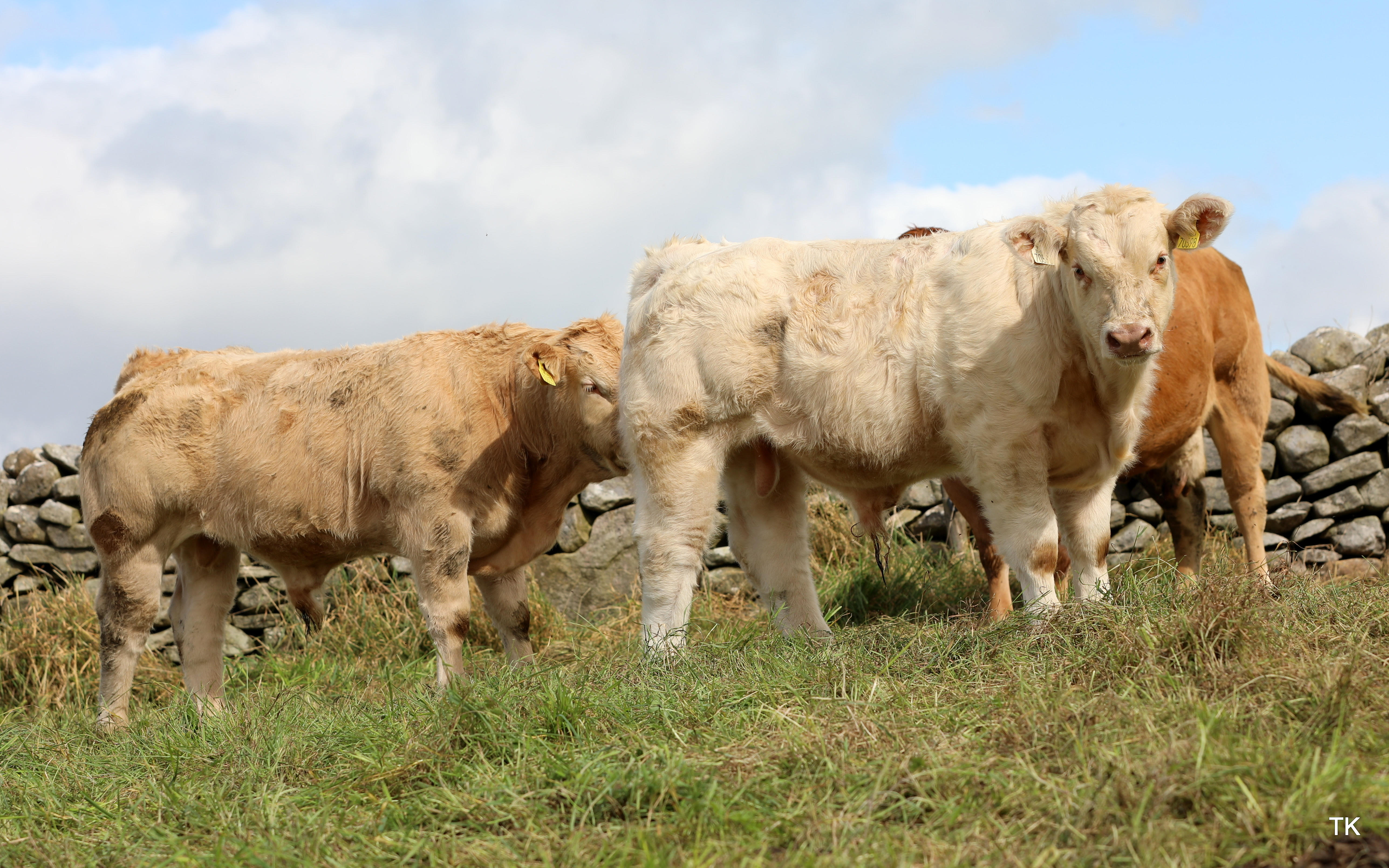 Charolais cross weanling bulls on the farm