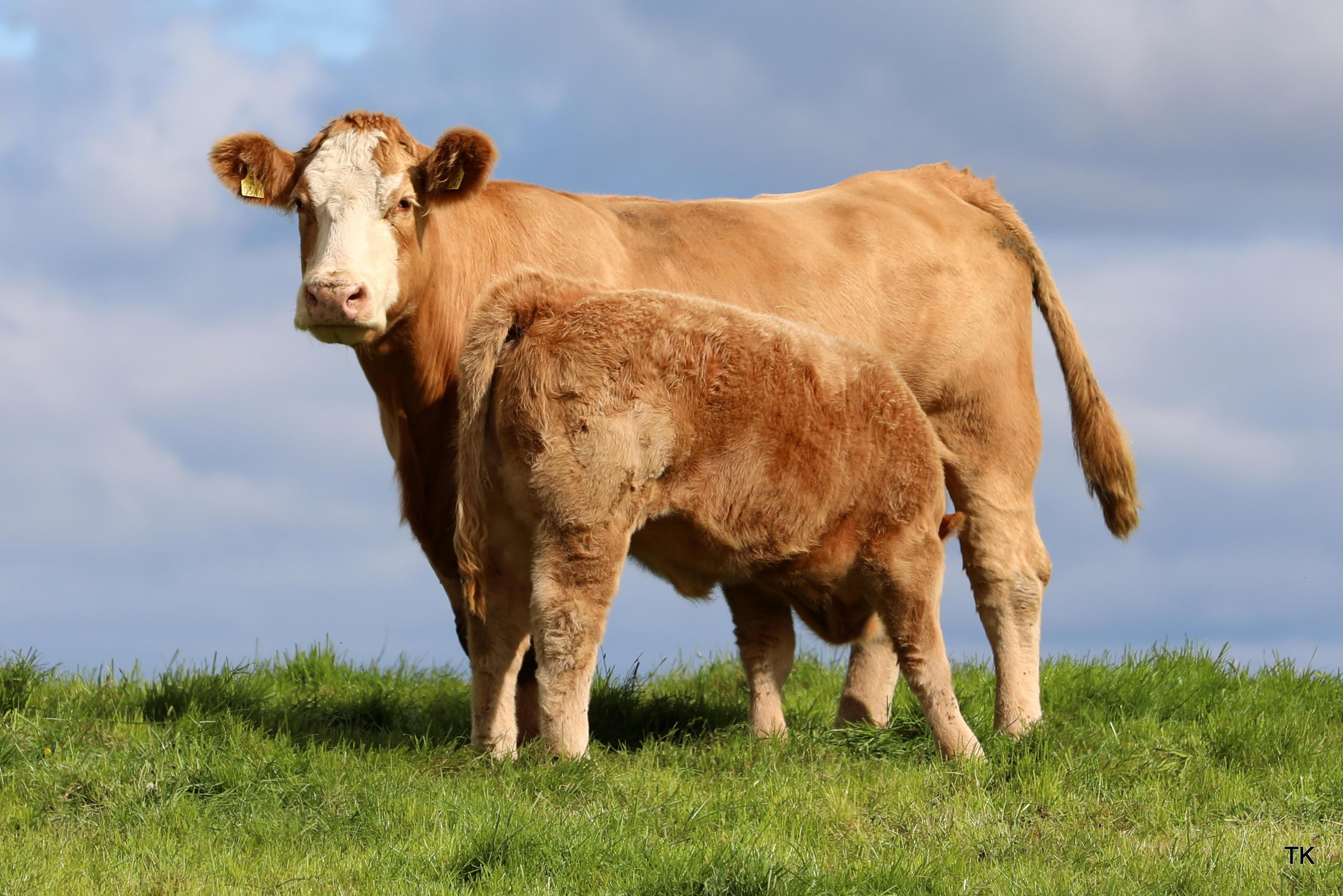 A typical Charolais cross cow and calf on the farm