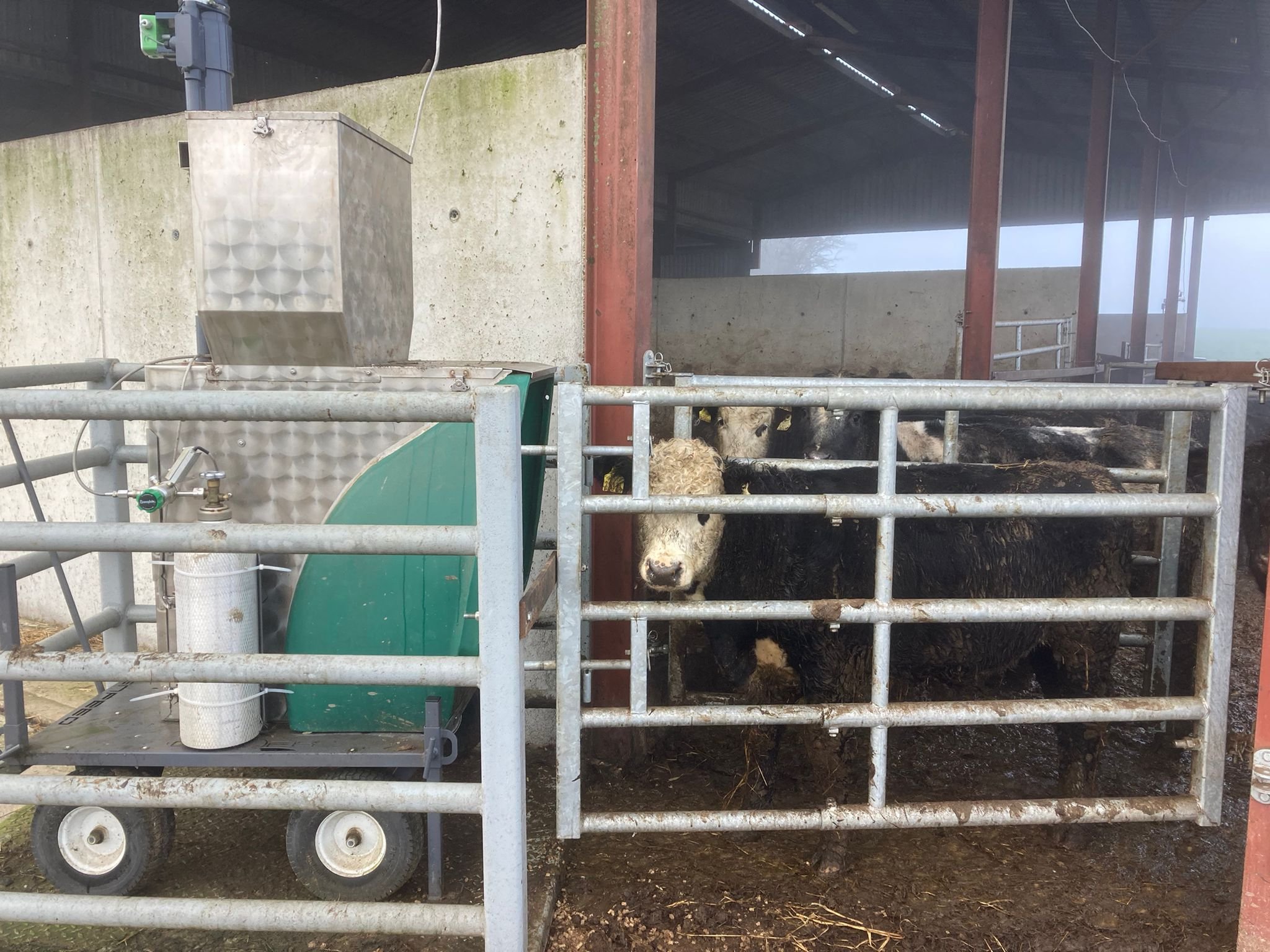 Cattle being trained to a Greenfeed bin on the ABP Demo Farm