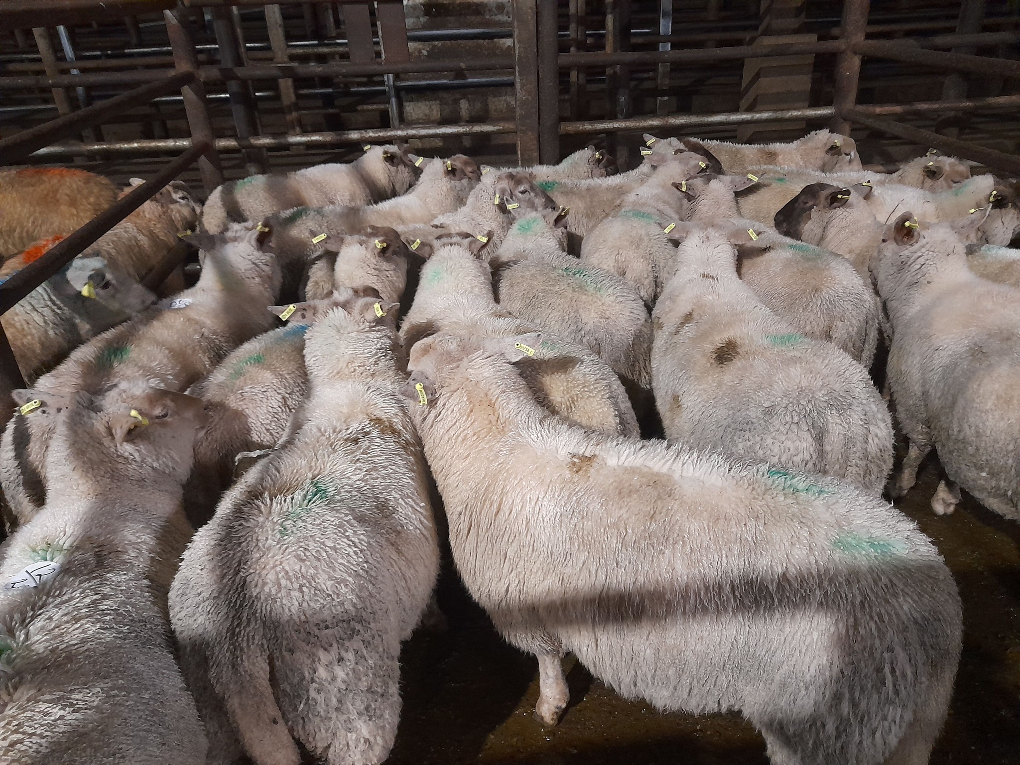 These lambs weighing 44kg each sold for €126/head Source: Aurivo Livestock Mart Ballymote