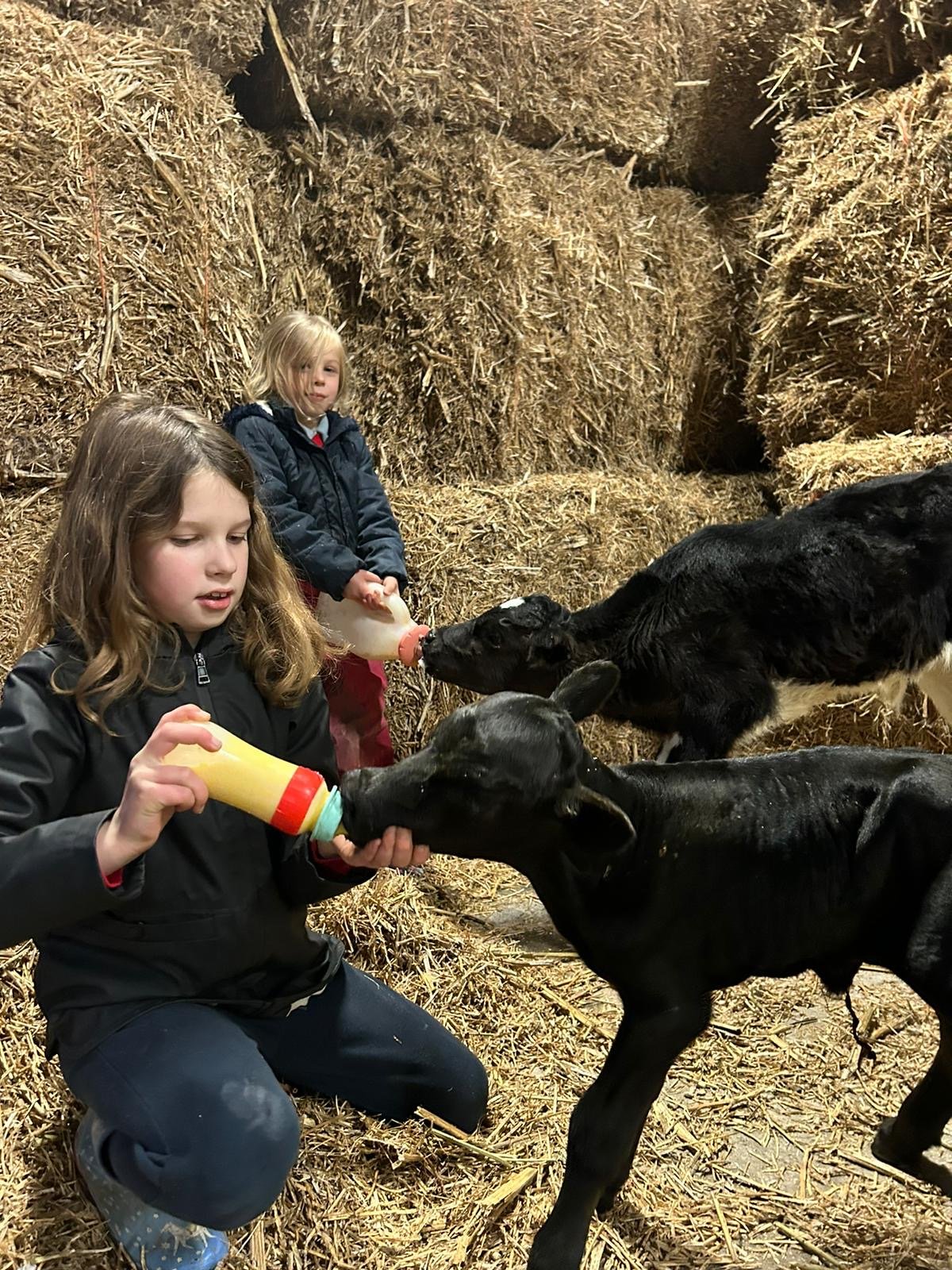Mila and Ella Gilligan feeding the newborn calves. Photo source: Michelle Gilligan