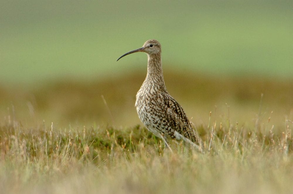 Source: Birdwatch Ireland