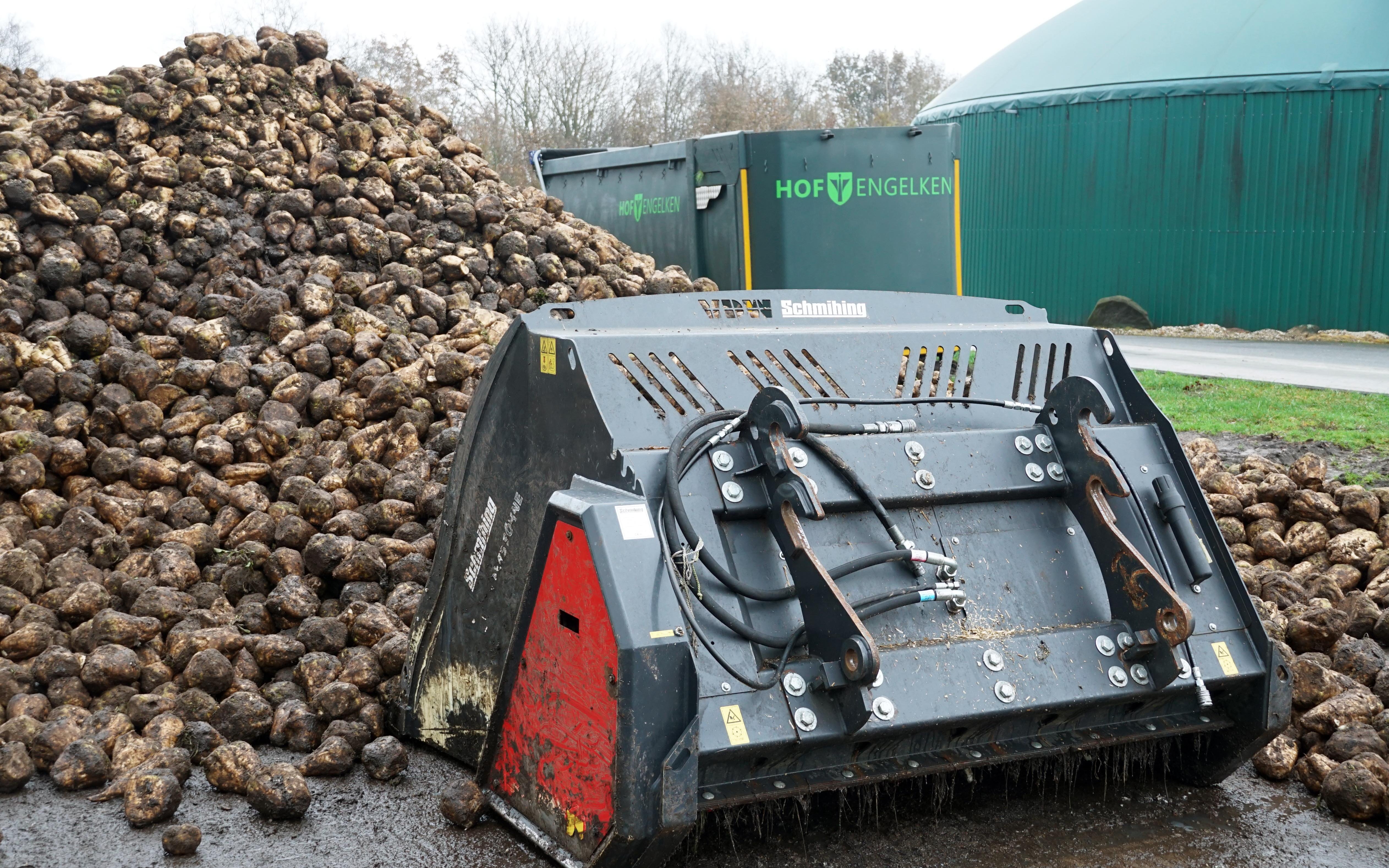 The energy captured by sugar beet goes straight into gas production