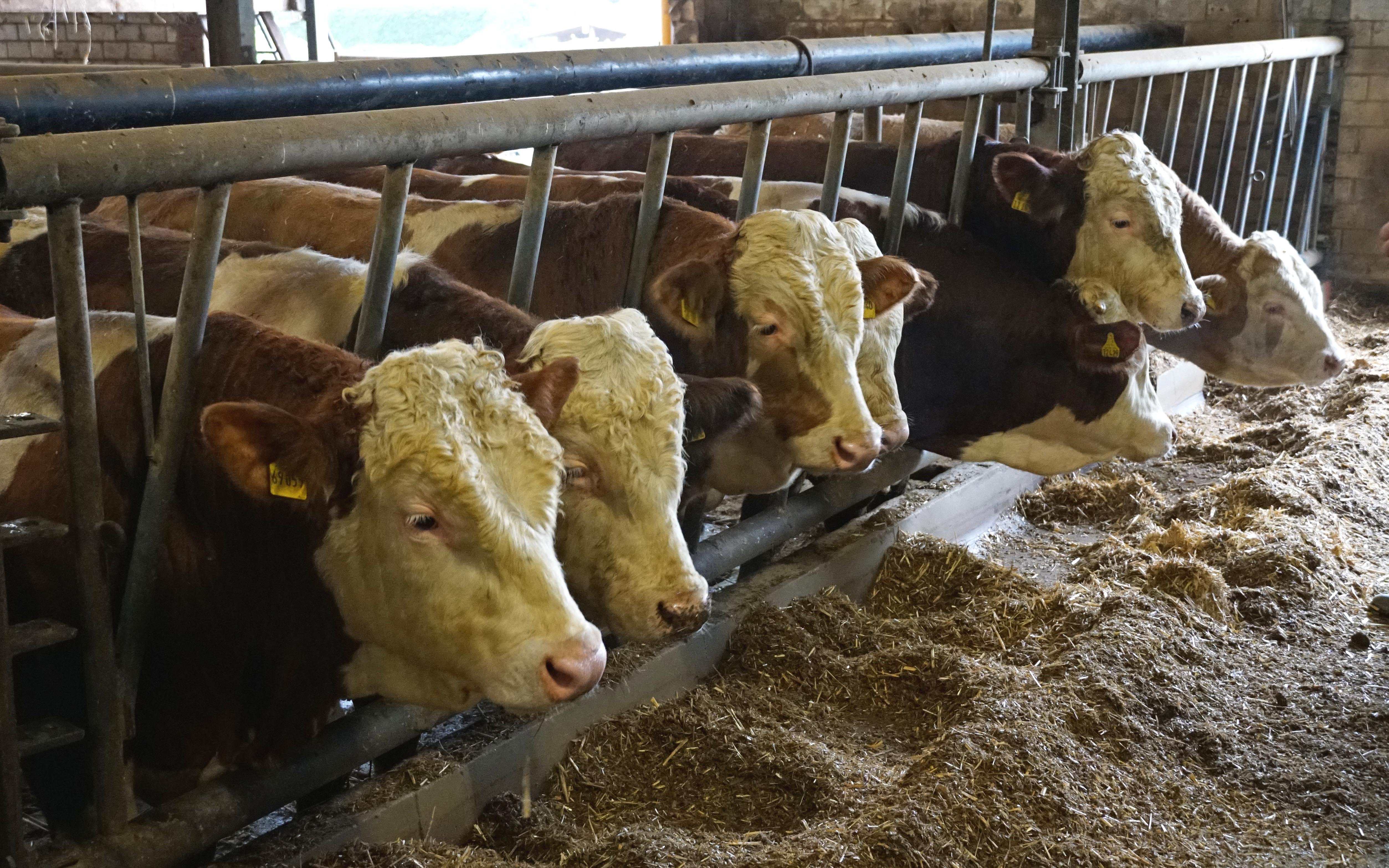 The beef finishing unit was established to process silage before it is used in the digestors
