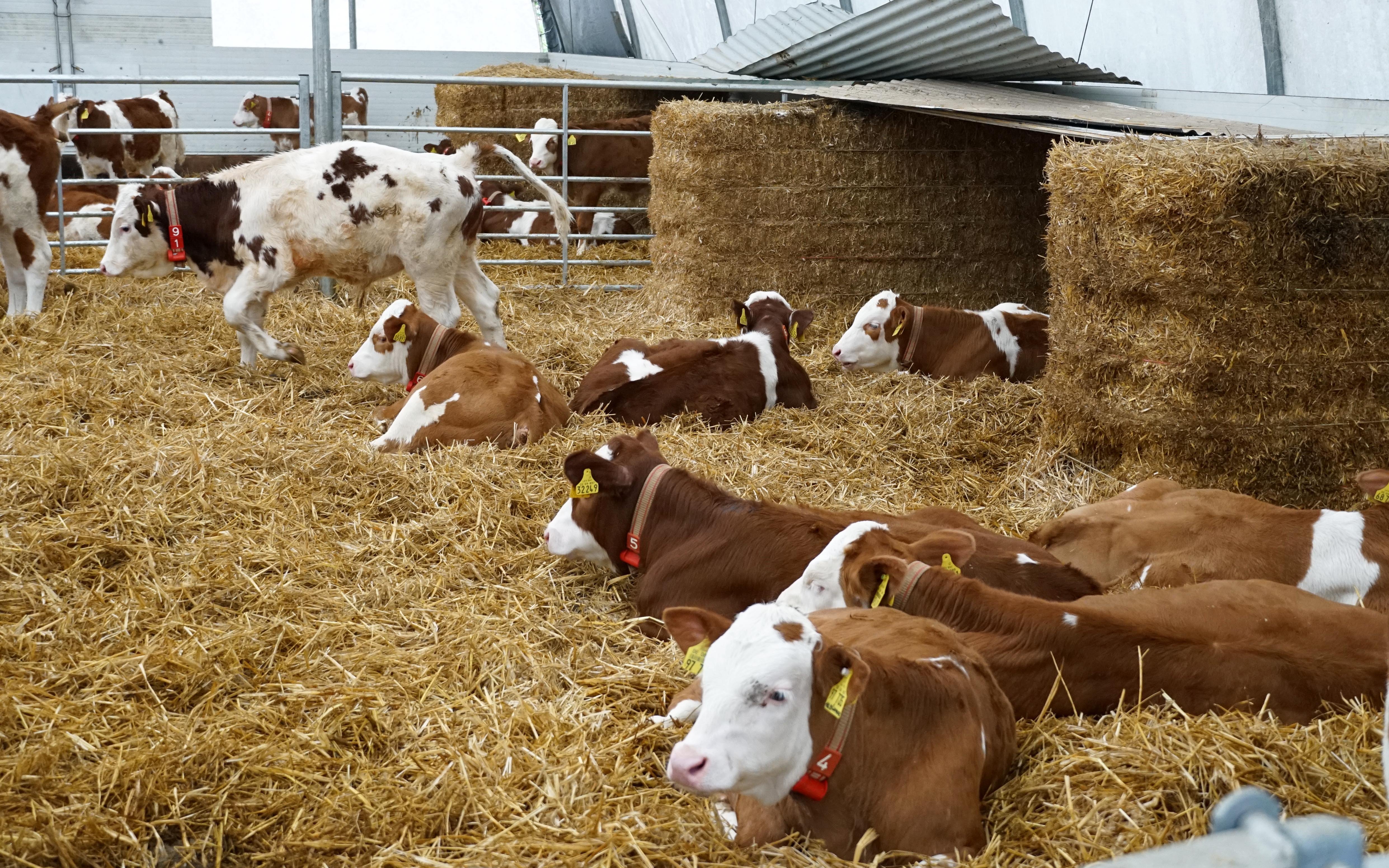 A small calf unit was established at the farm to help introduce the next generation to farming principles